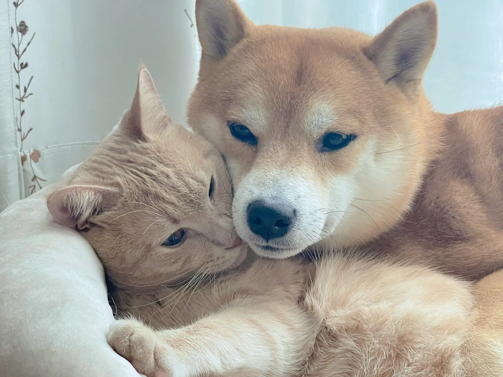 萌宠 小狗🐶 萌宠推荐官 爱了爱了 柴犬