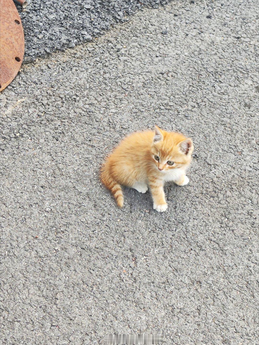 今天遇到的小猫咪🐱~好可爱，还有一只像三花的，也超级可爱 