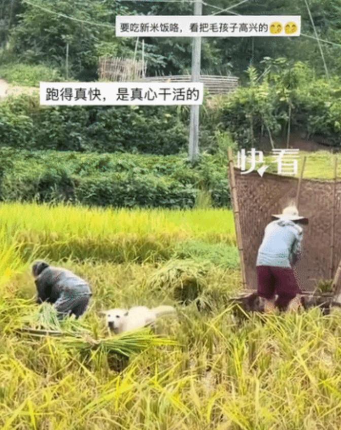 “上新华社了！”四川，一户农家在田里收稻谷，家里养的小狗也没闲着，一趟又一趟来来