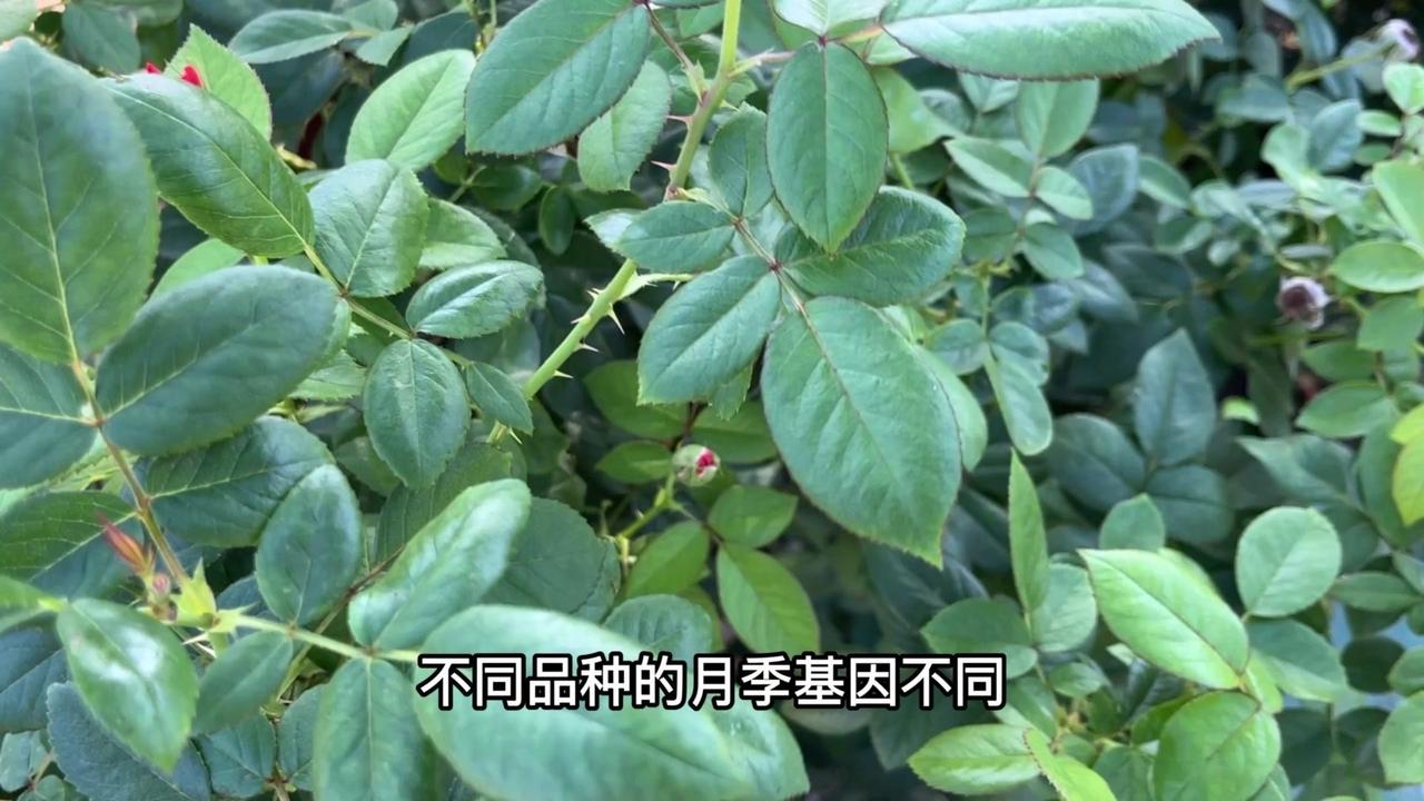 🌿不同品种的月季，基因不同，叶片数量的表现也有差异。
✨多数情况下，月季叶子通