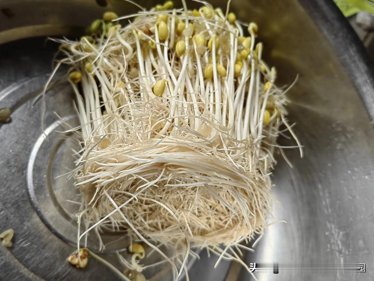 你有没有买过无根的豆芽，吃不出豆芽、豆子味道呢？而自己发的豆芽长了很多根，很长，