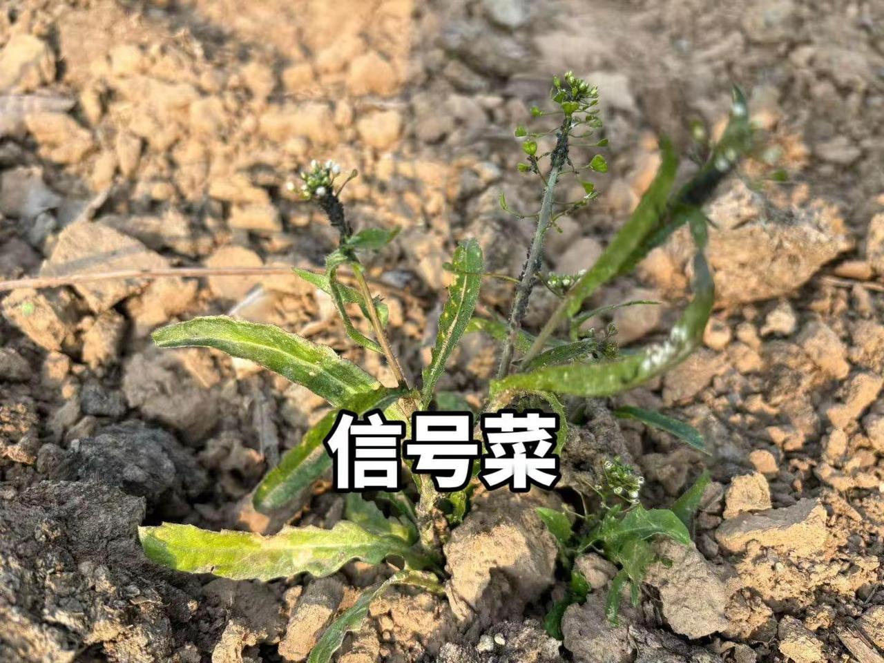 信号菜。如果此时没看到🐞，考虑一下你是否菊酯类用多了？如果和🐞前后脚，正好噻