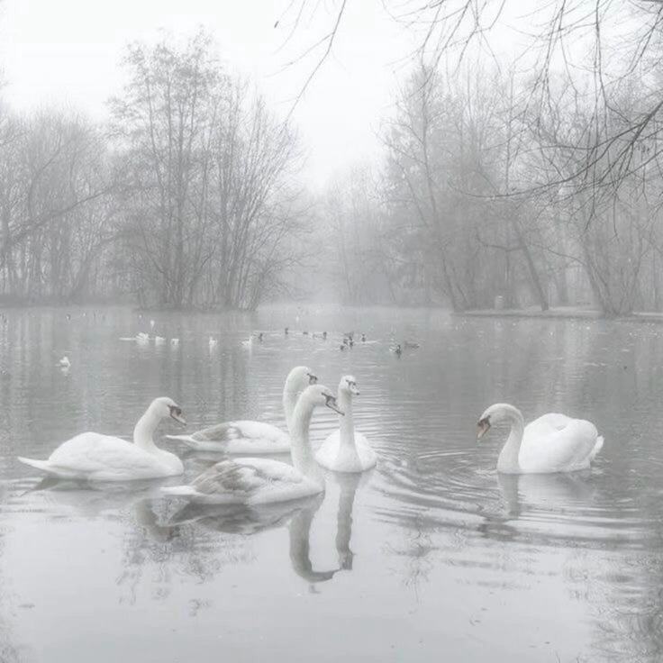 Swan Lake Aesthetic 