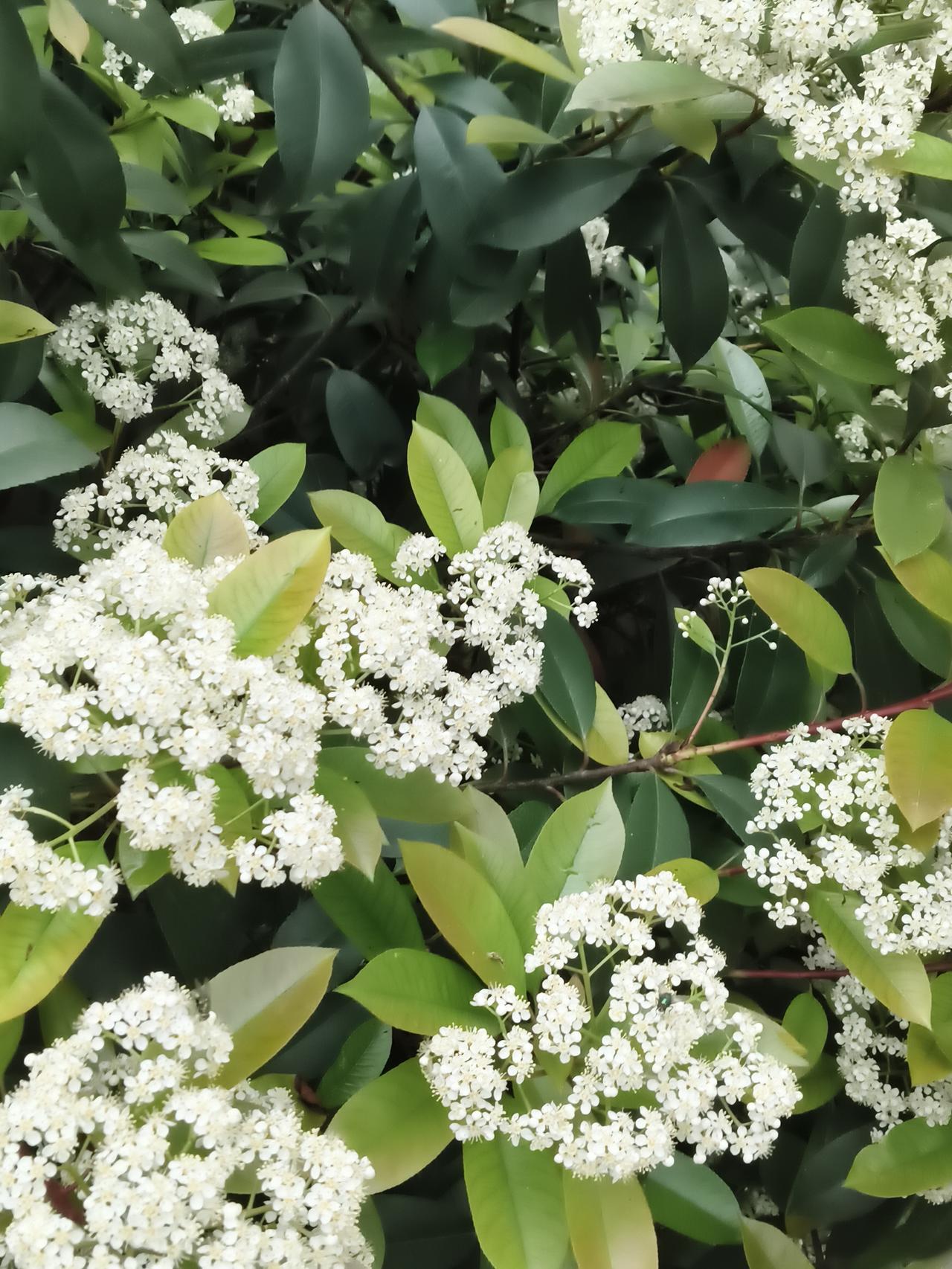 春日生活打卡季没想到今天又叫老早起来，还跑到乡下去。有时候突然觉得很累，有时候觉