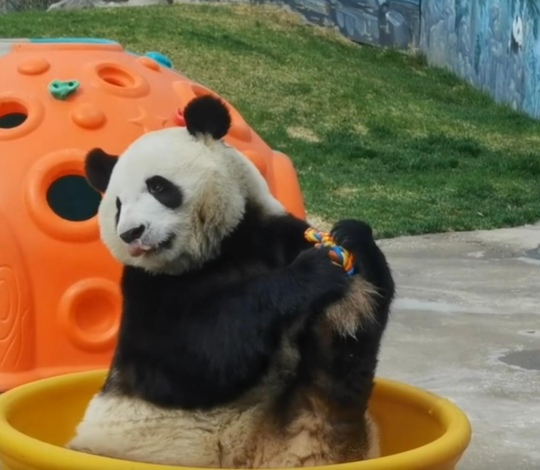 这只熊猫练朝天蹬的样子，简直是把 “卷王” 属性拉满了！
大夏天的，别的熊猫都在