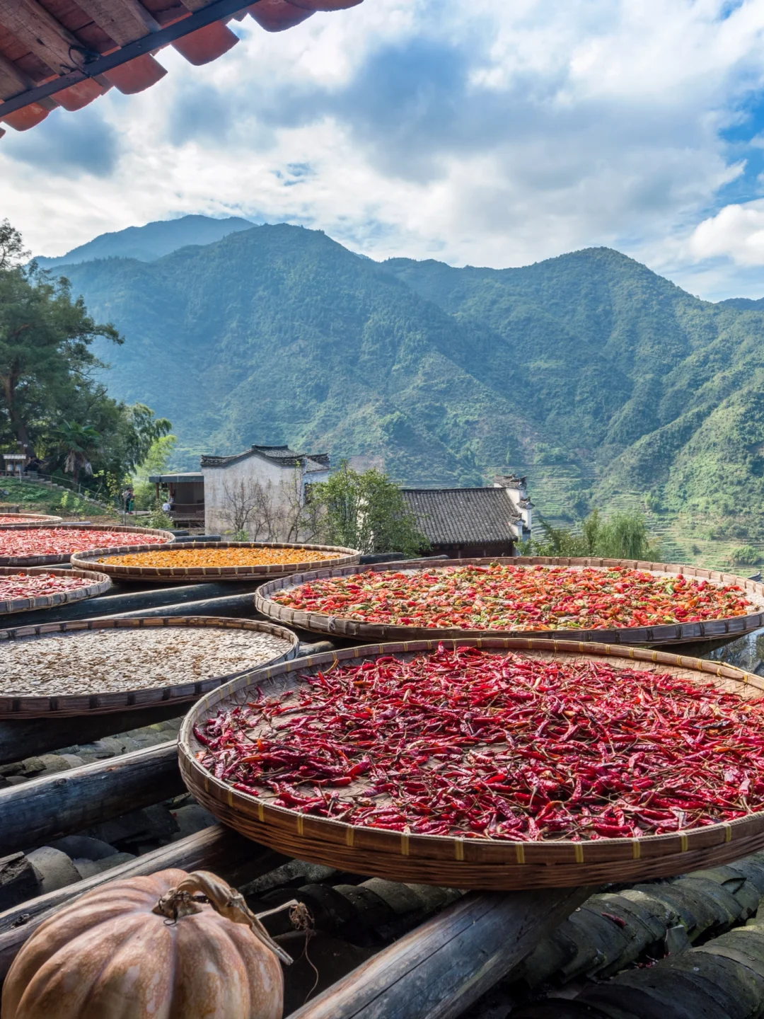 总要来趟婺源吧丨看看那一片片油菜花‼️