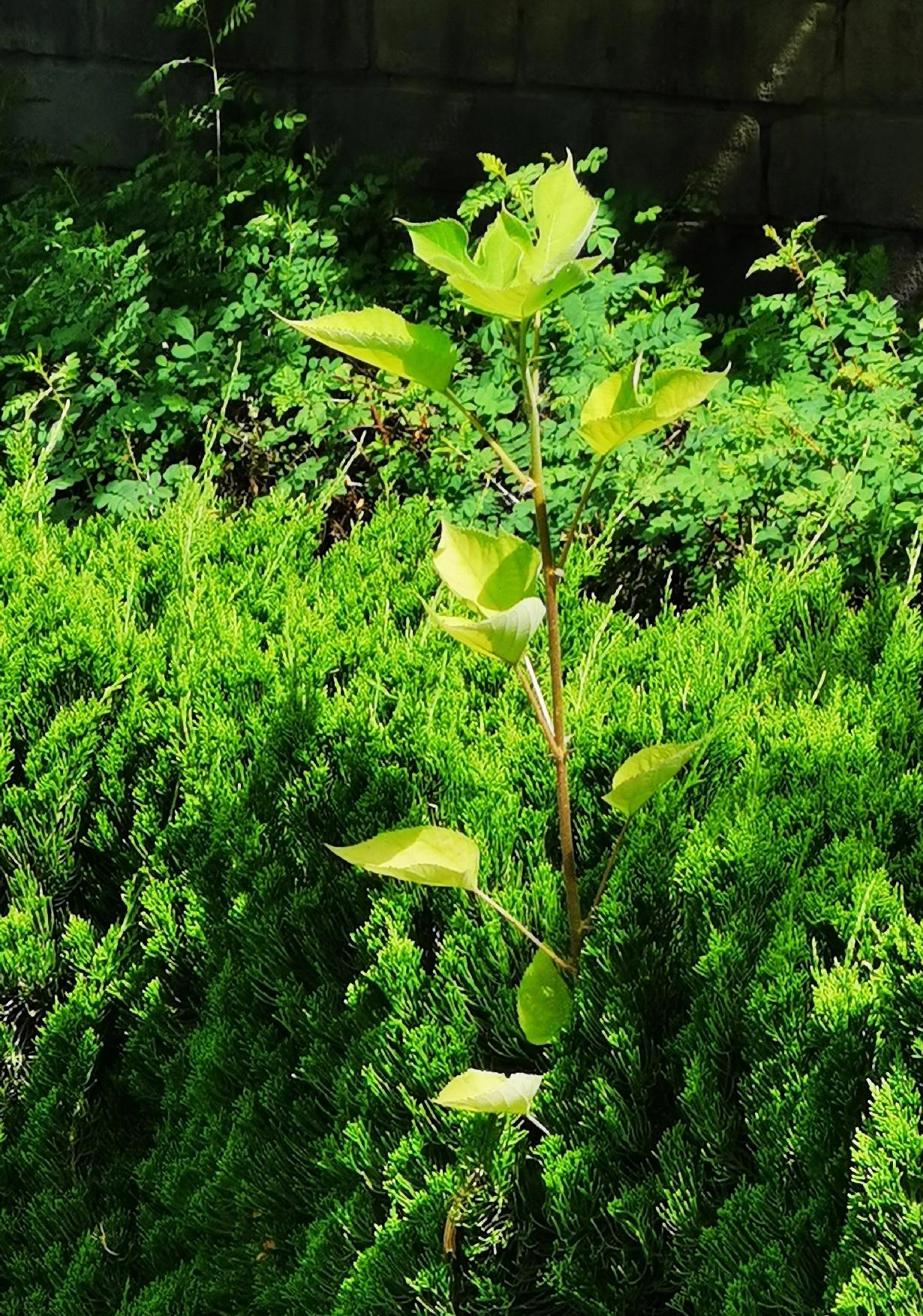 人在很多情况下都需要喝茶。工作疲惫时，来一杯茶能提神醒脑；饭后腹胀时，茶可消食解