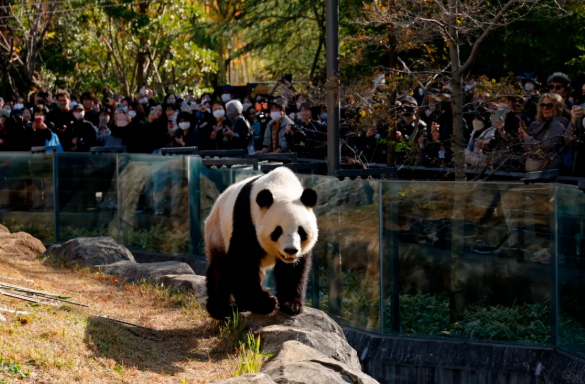东京上野动物园的两只大熊猫即将租期结束，预计明年一月返回中国。今年夏季，和歌山县