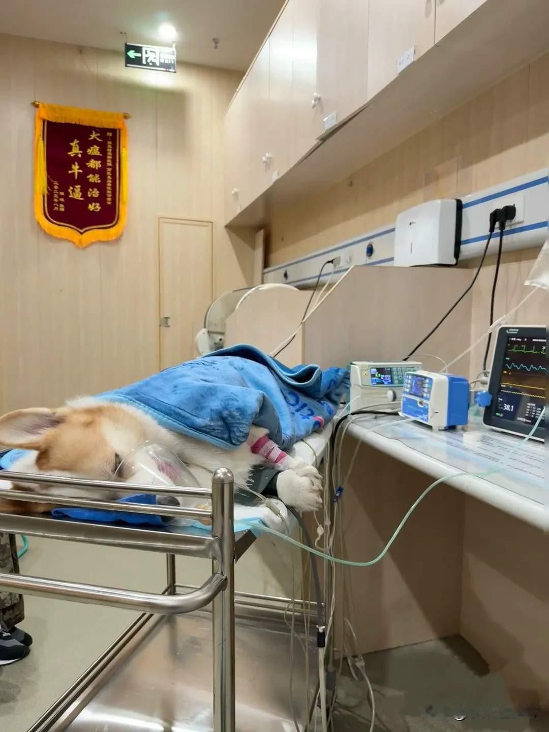 狗主人带生病的狗去急诊科看病，竟然在医院里闹事，说是有急事，让医生给狗优先看。医