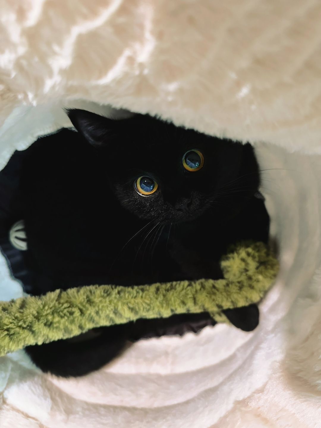 宝宝是奥利奥夹心小面包