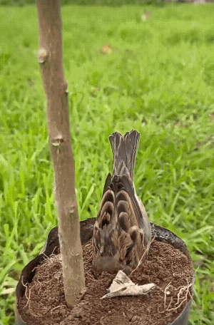 它應該是在找蟲子吃吧！[捂脸]