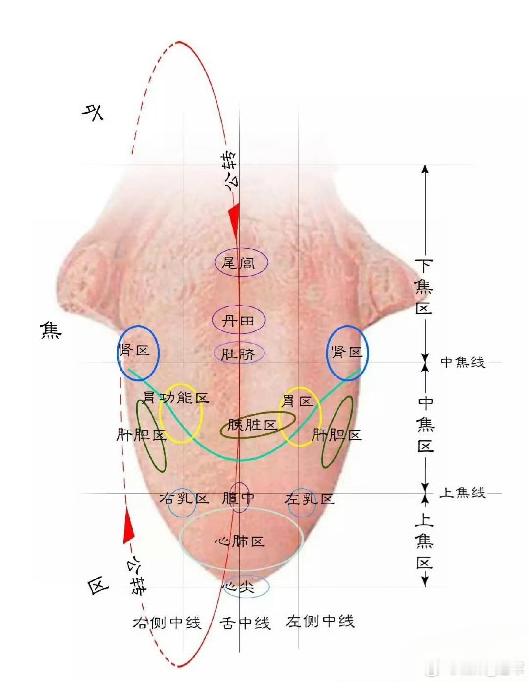 通气散，三味药治疗耳聋耳背 📜 出处出自清代王清任所著《医林改错·上卷》。🎯