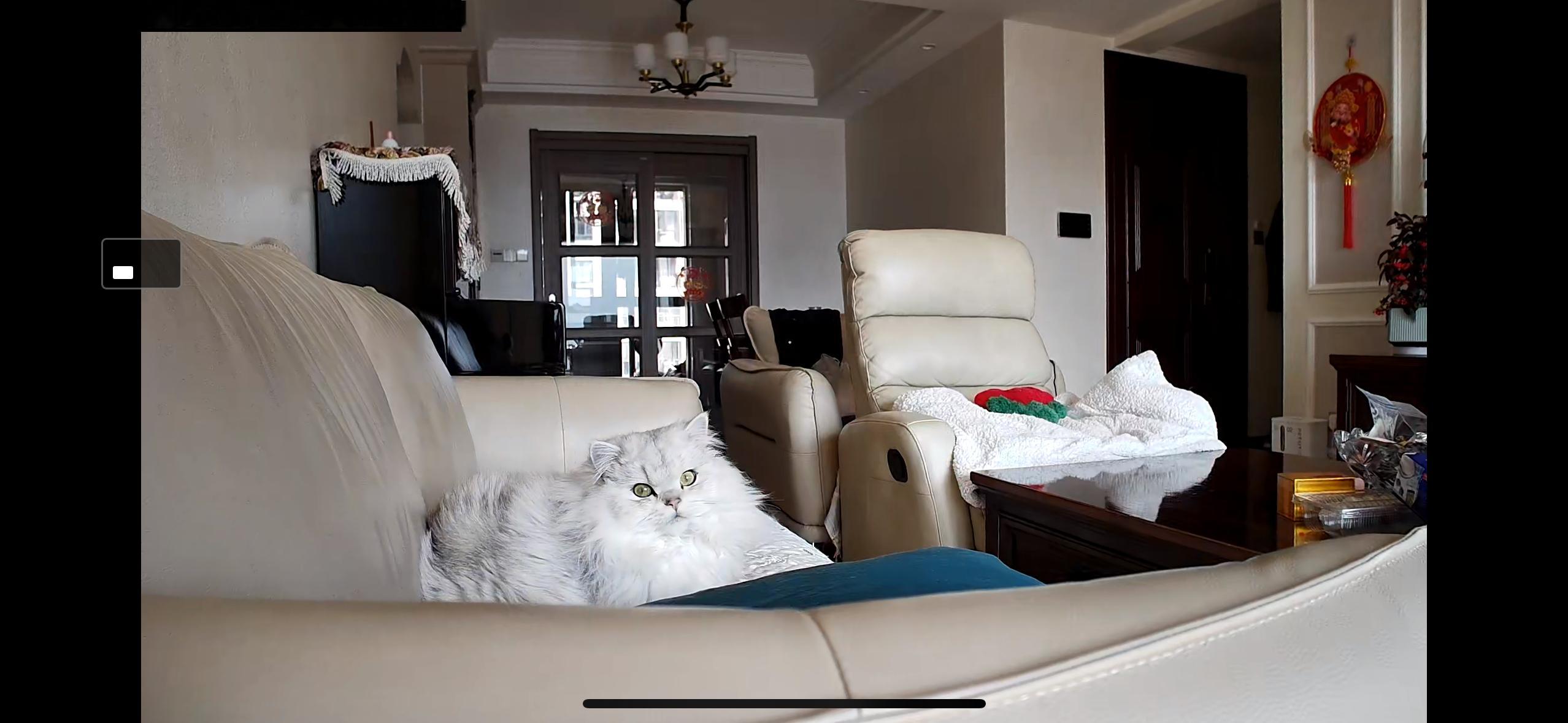 猫没事人挺应激的全世界的留守猫咪家长应该都一样白天黑色随时随地打开摄像头 🤣#