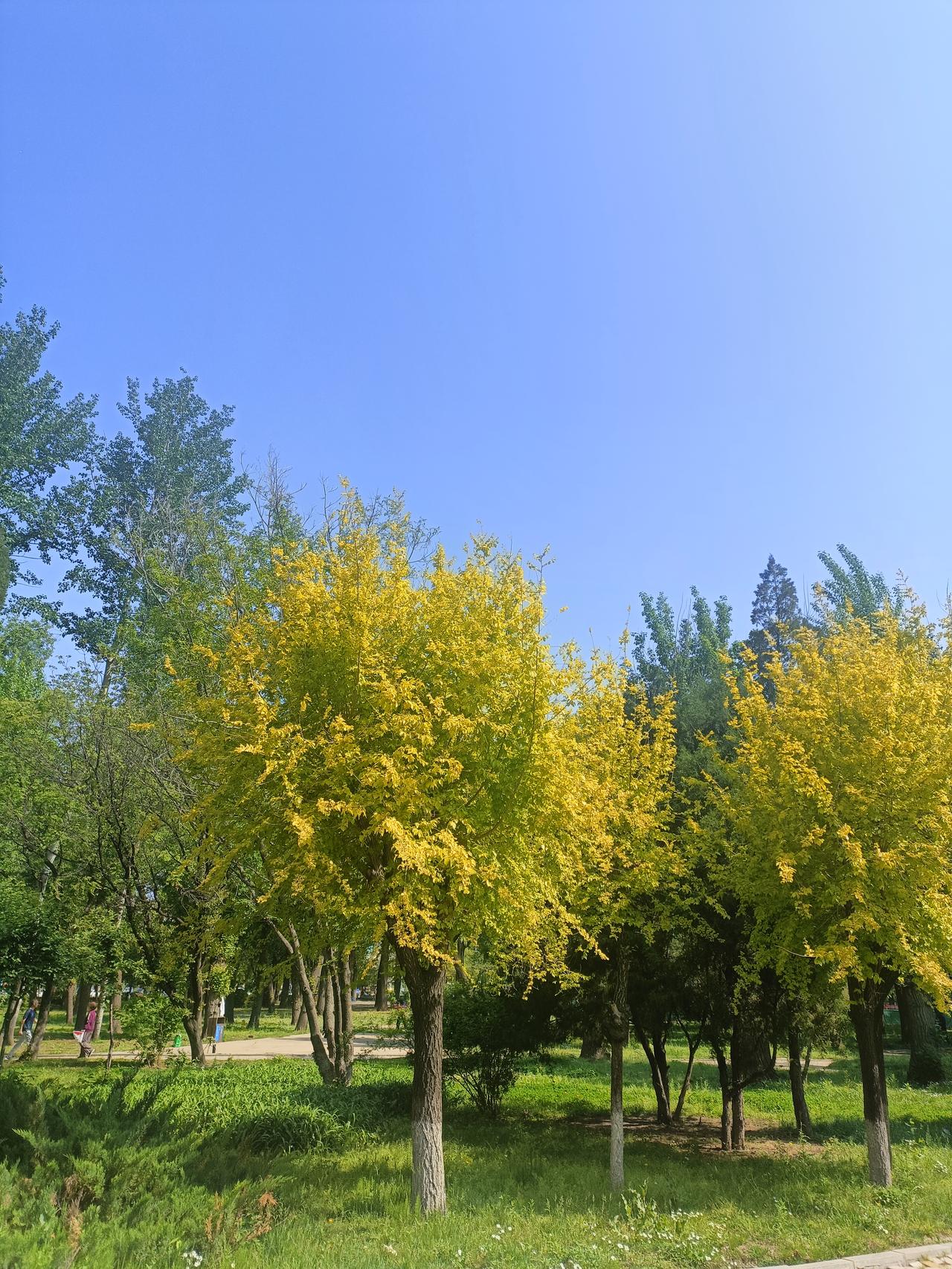 今天天气是真不错！整体晴朗多云，没有阴雨的沉闷，也没大风捣乱。天空澄澈清爽，偶尔