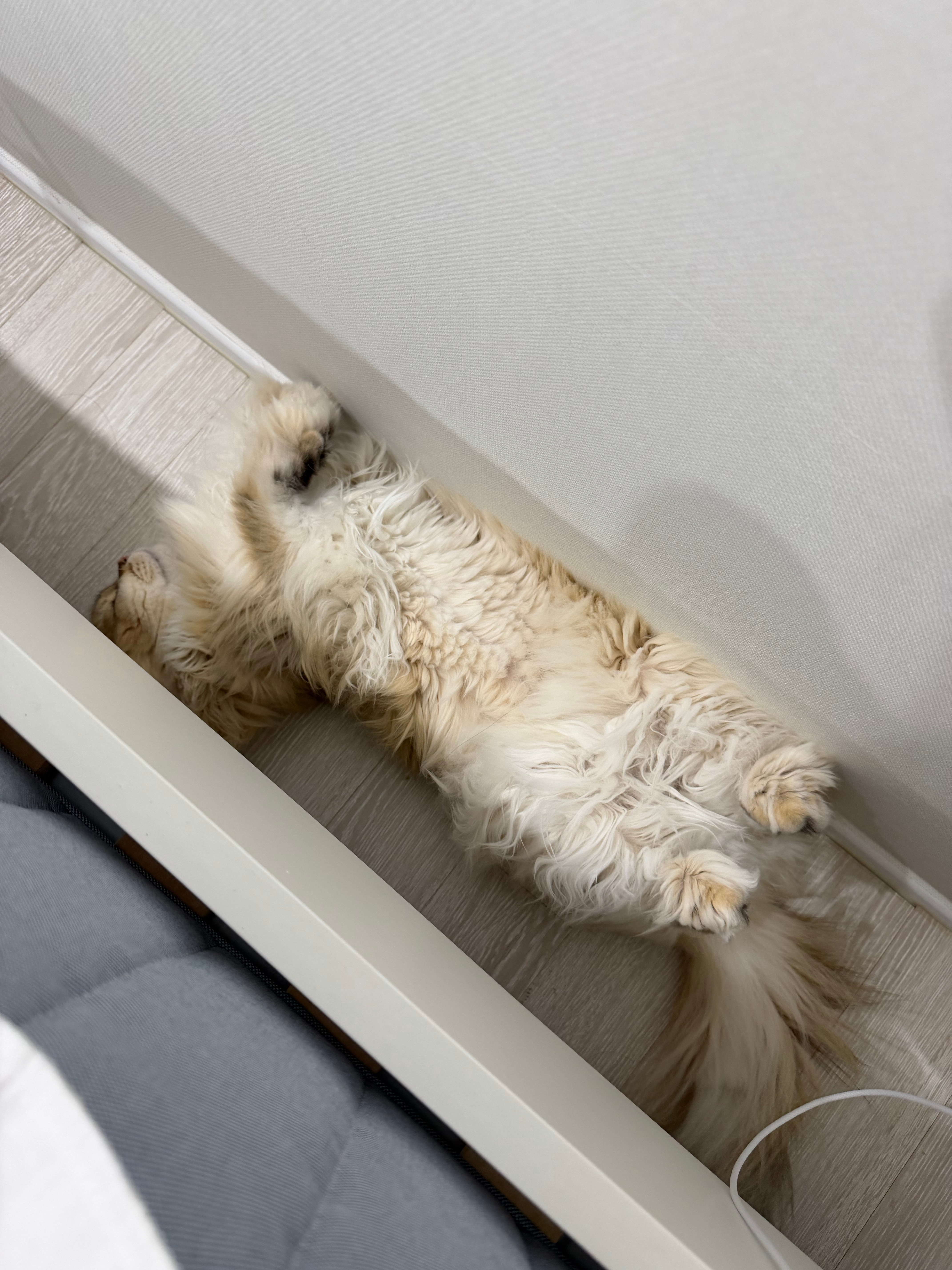 此乃何物 