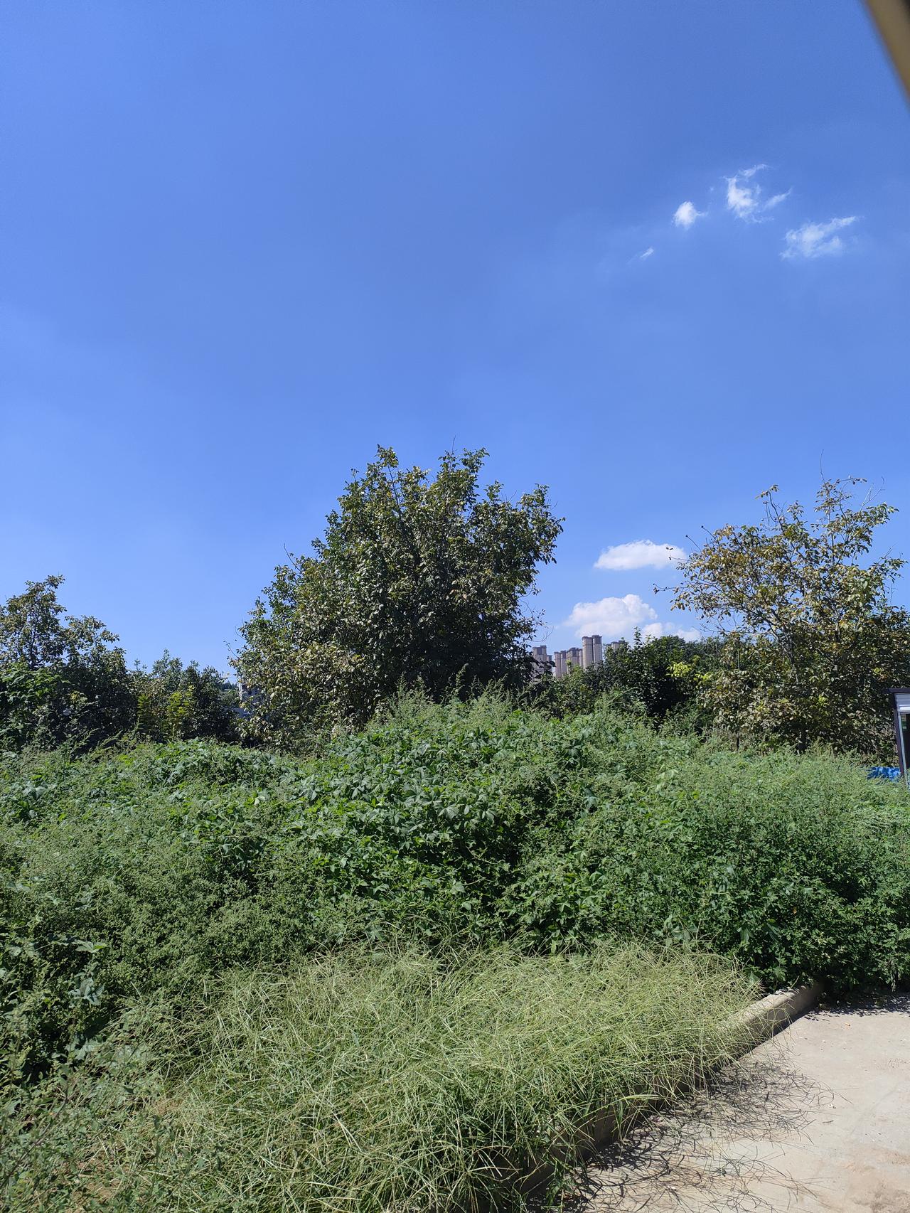 ​
2. 蓝天干净透亮，野草绿树肆意生长，空荡的市集棚架，藏着小城独有的宁静。