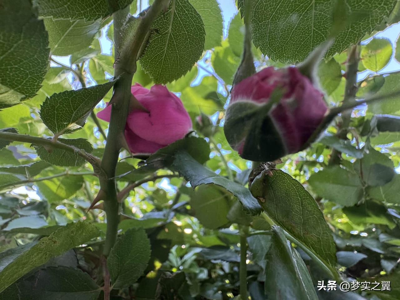 【小对联】
上：……？
下：报团。