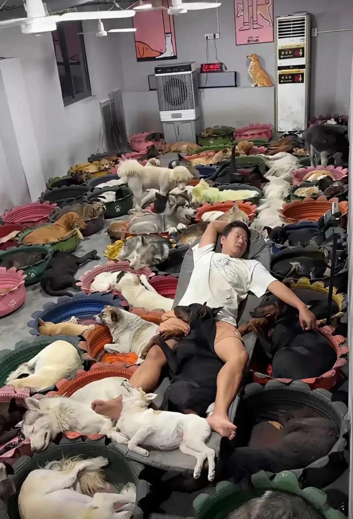 别人退休躺平
我被一百多只修狗躺平
现在身上长狗已经是我的常态了
这辈子值不值不