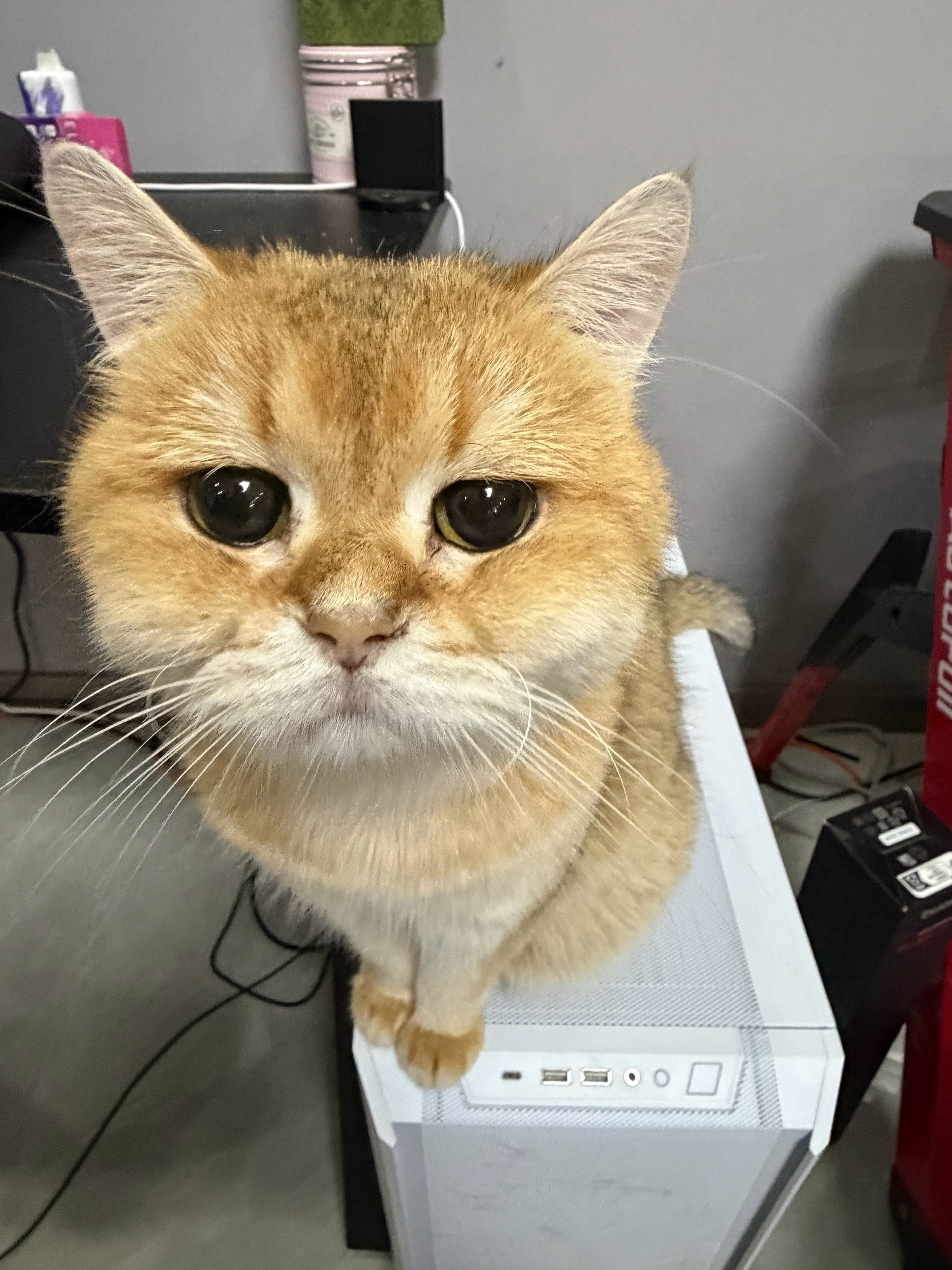 猫宁！有人在吗，喘气的扣1 