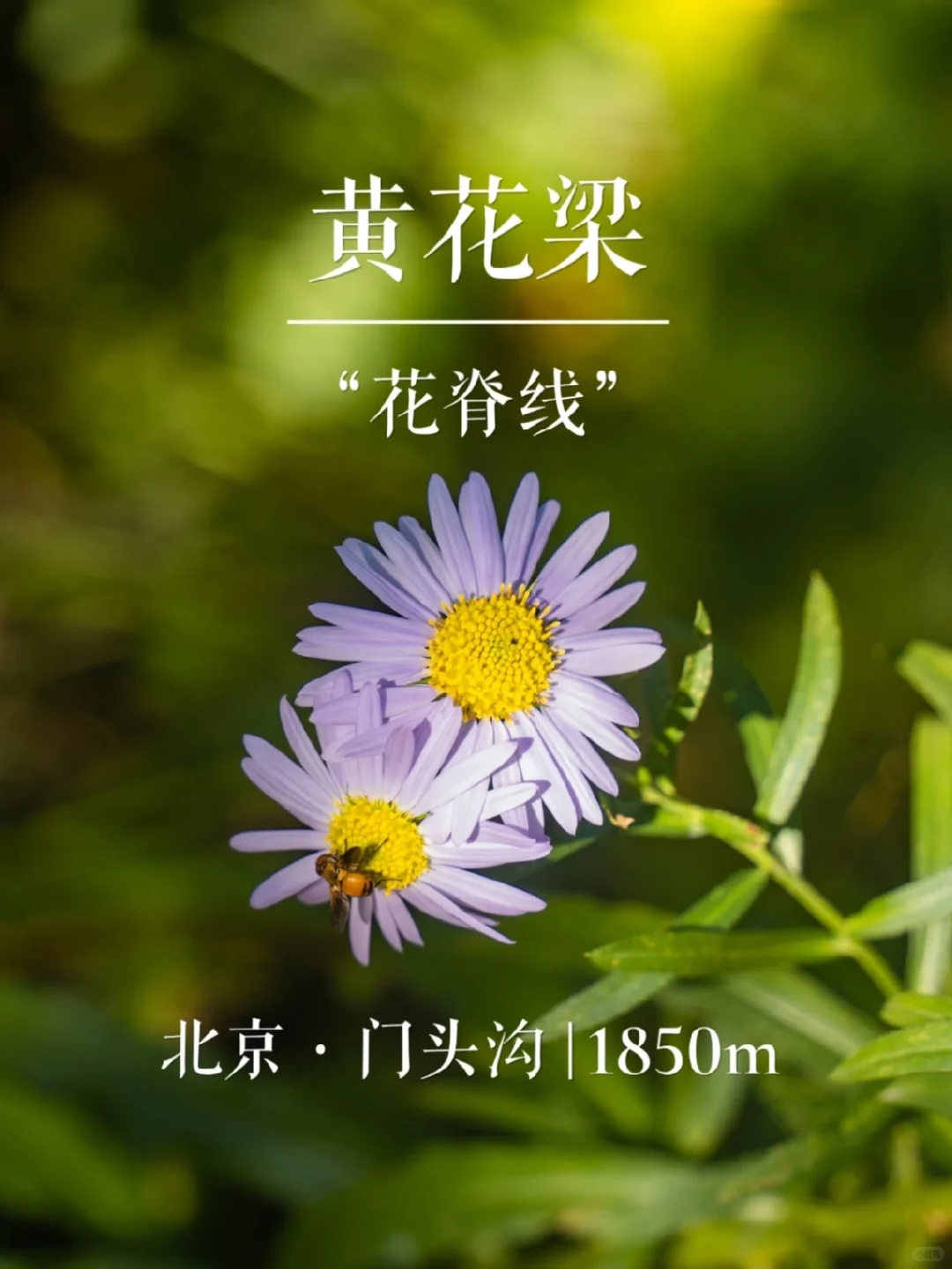 “花脊线”黄花梁 | 京城名山录