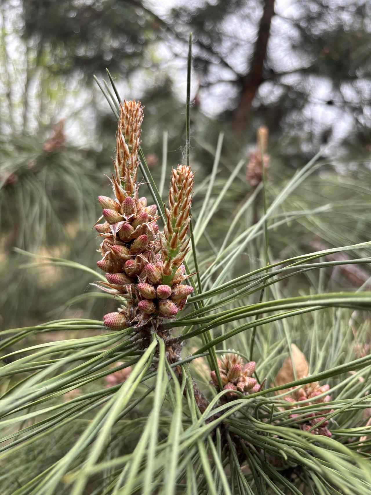 。‌‌
‌松树的松针四季都是绿色的，所以松与竹、梅并称"岁寒三友"，它的存在就是