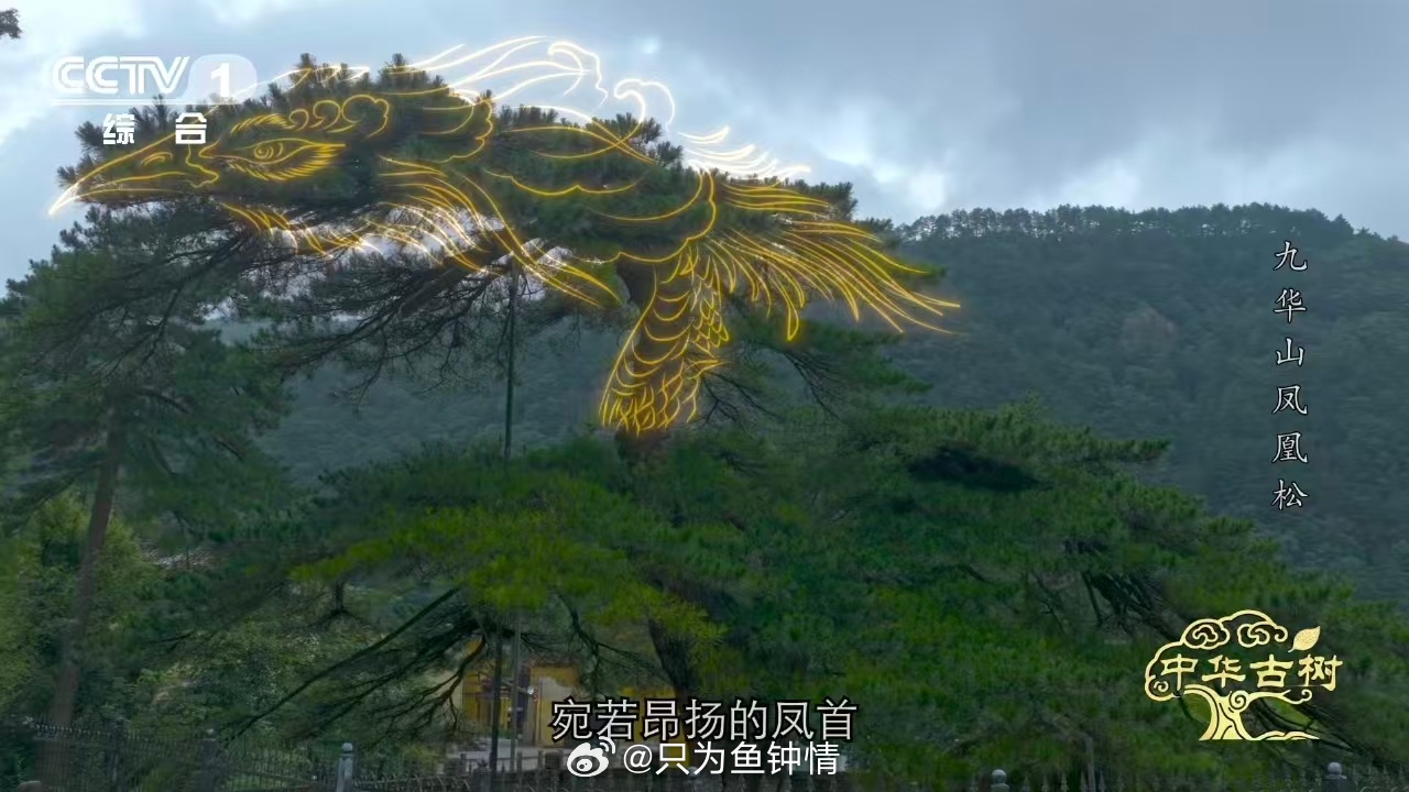 约1400岁古松树像一只大凤凰风一吹千年古松秒变展翅凤凰 以前觉得古人说松柏有灵