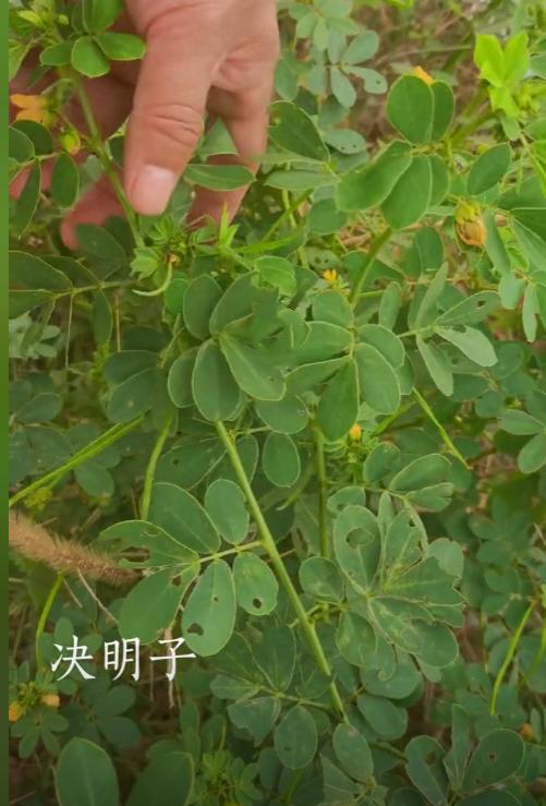 中医说：肝火一降，肠道畅通，一味中药治肝火便秘，清肝明目[给力][给力][给力]