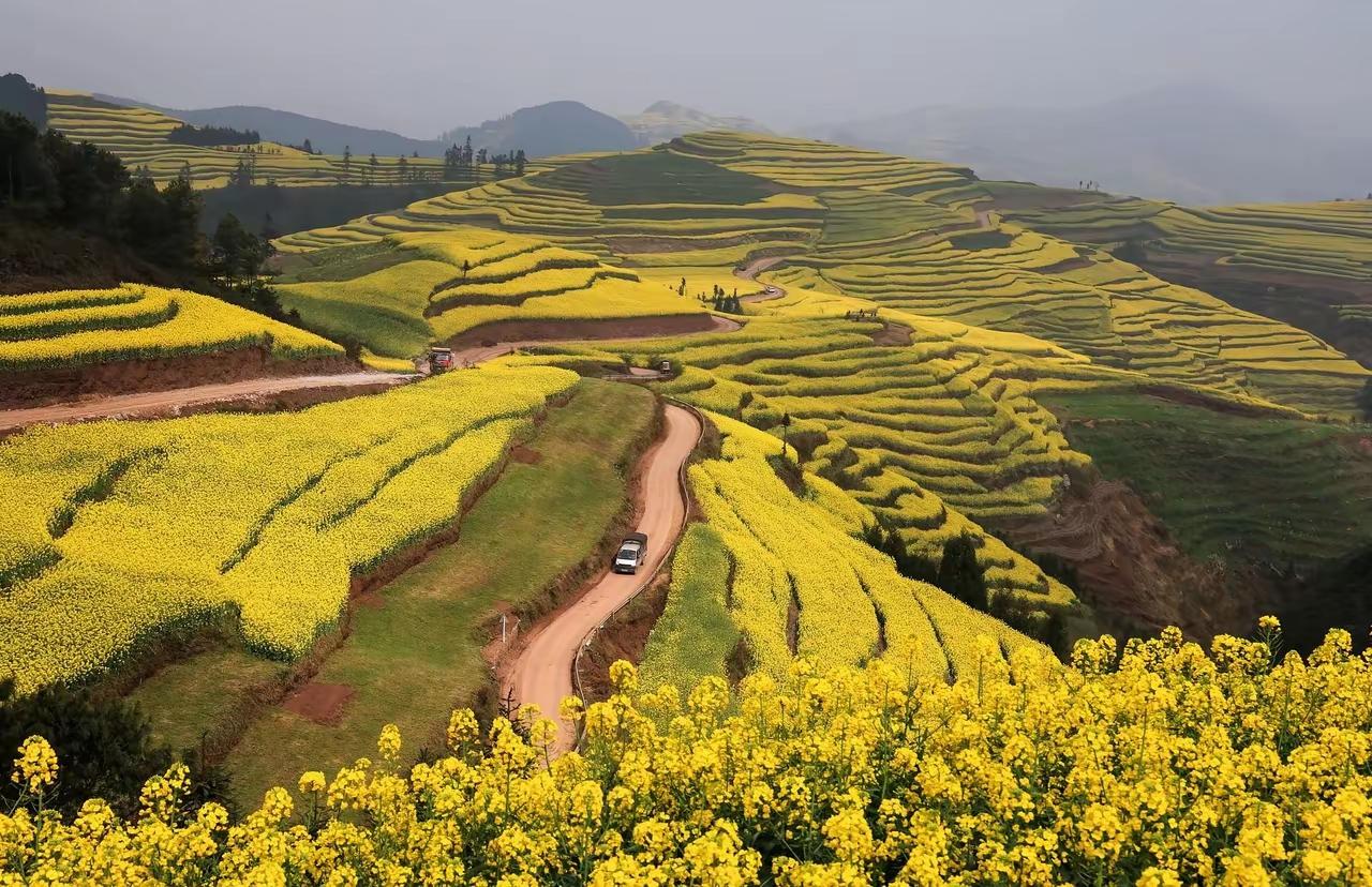 油菜花开
 
还没撞见那片金黄
风先把浓郁的香
递到了鼻尖
 
漫过深深浅浅的山