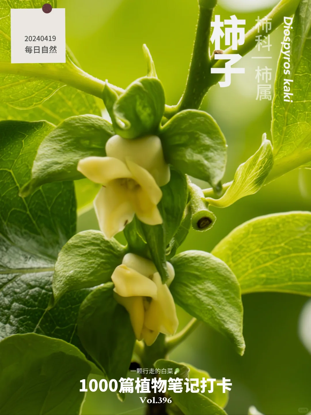 植物笔记396 | 柿子开花，事事如意