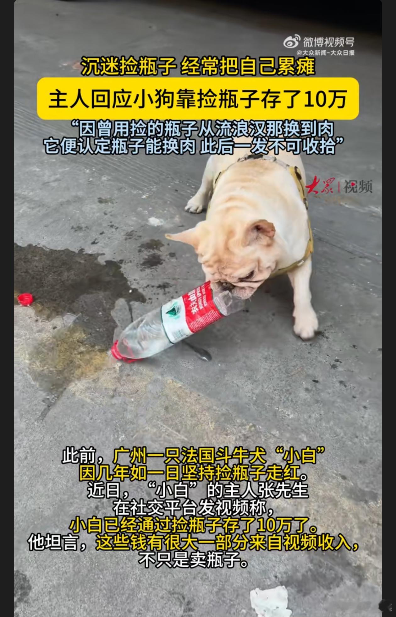 小狗靠捡瓶子攒了10万小狗“小白”靠捡瓶子攒 10 万太励志啦！虽有视频收入，但