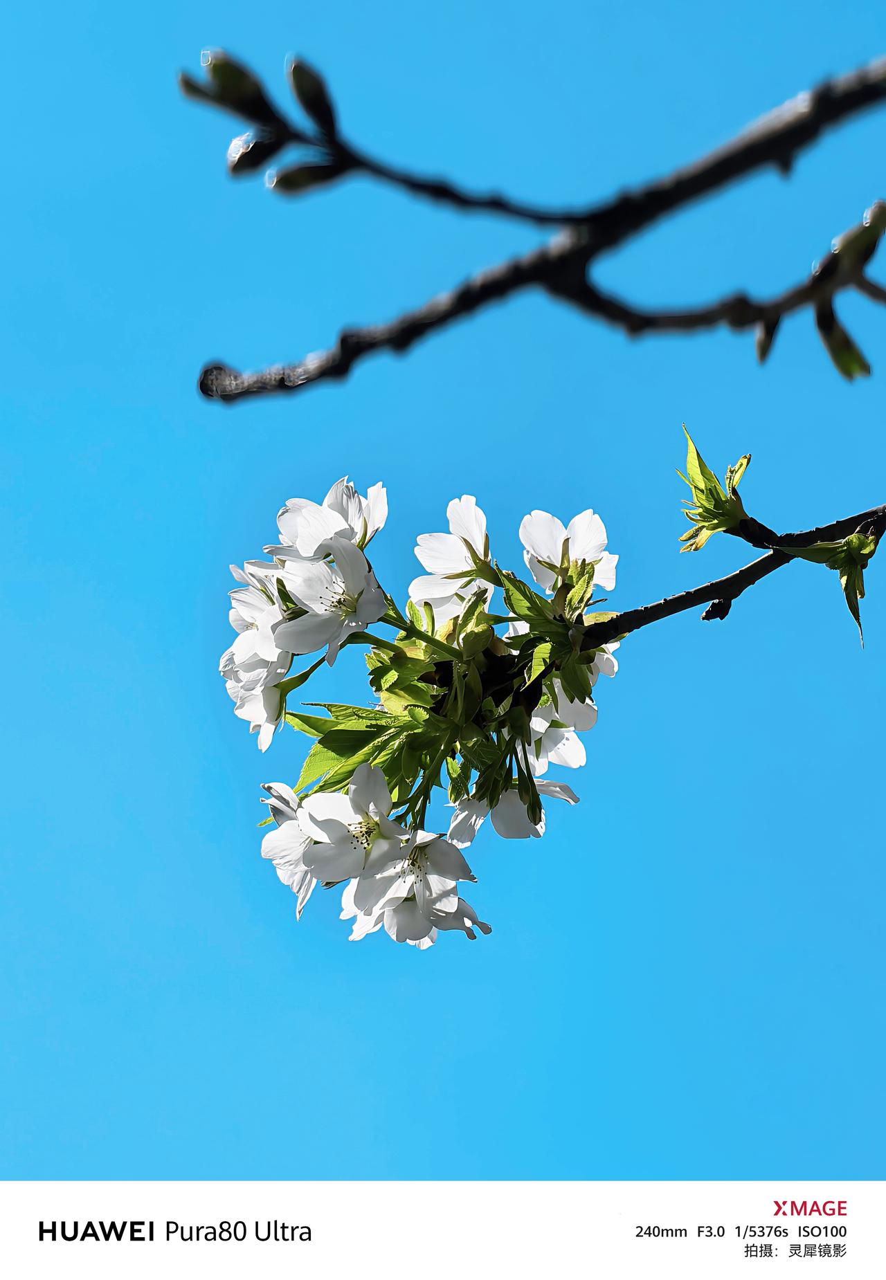 华为Pura 80 Ultra手机里的春色：太白樱
    镜头下的太白樱简直美