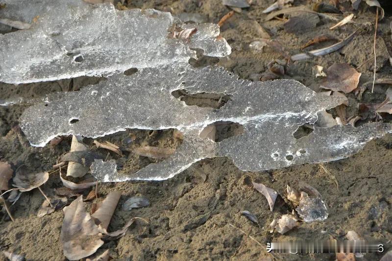 今年这天气真是怪了，到现在还没见过结冰的景象，这种年头可太少见啦。以往这时候，池