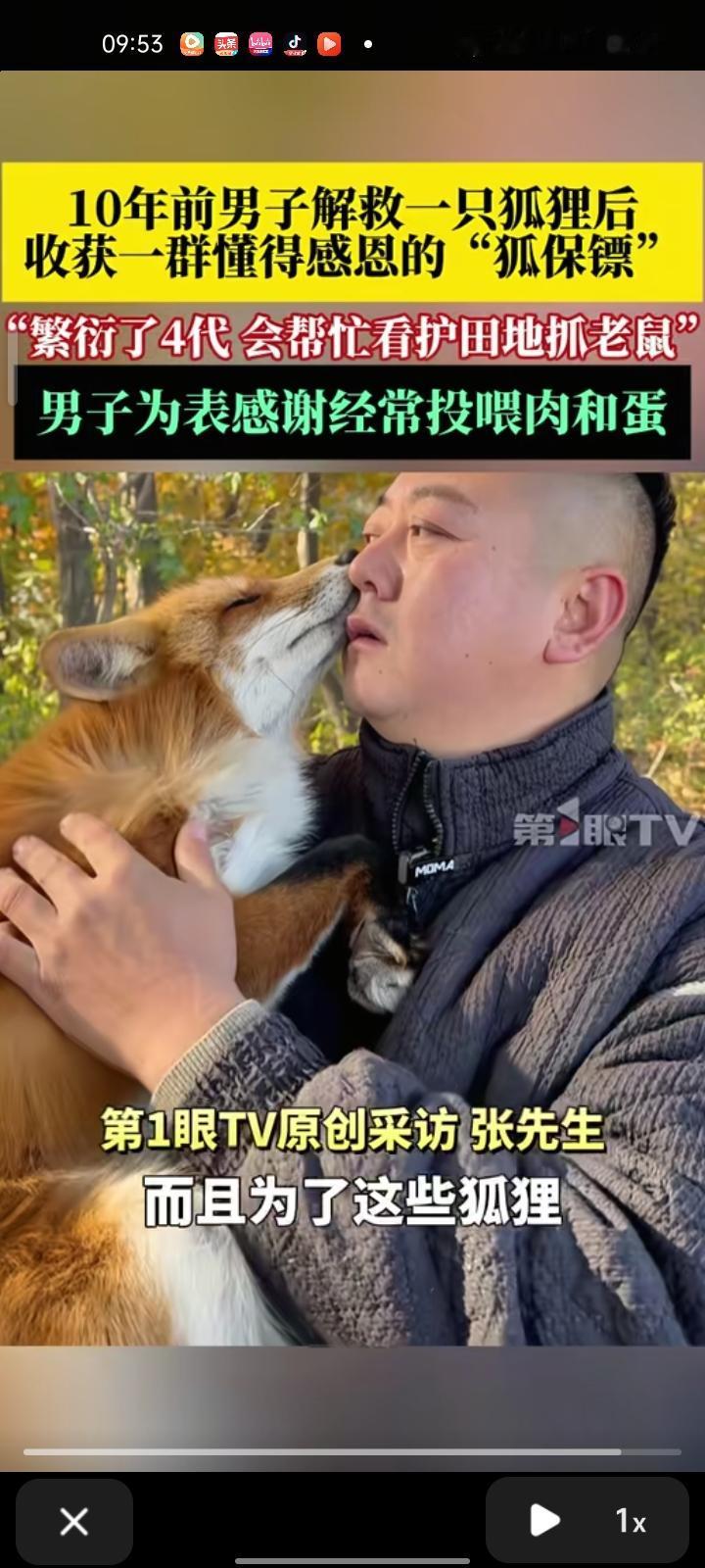10月23日，哈尔滨五常市。十年前男子解救了一只狐狸，收获了一群懂感恩的“狐保镖