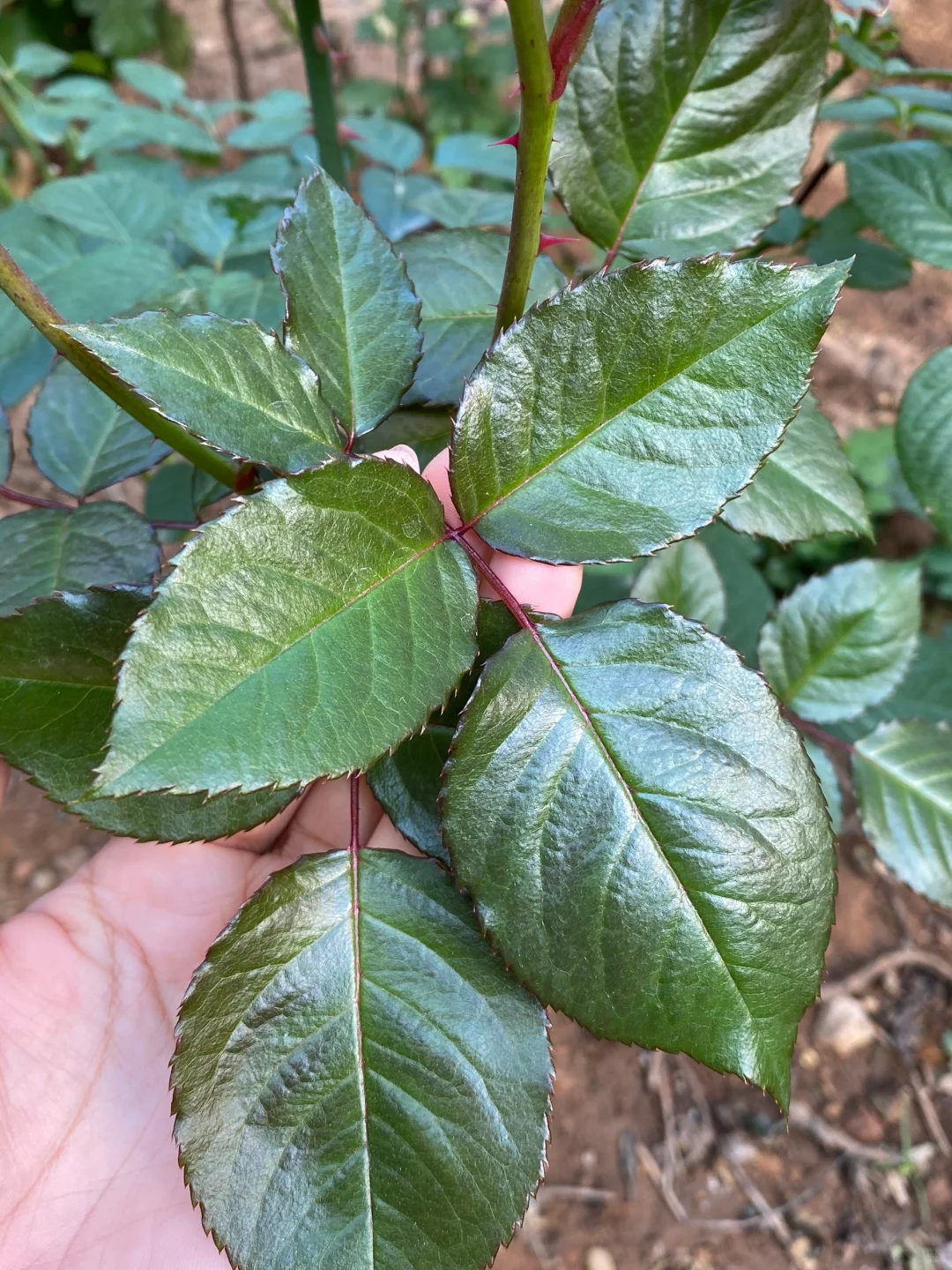 种花人最爱看的一集，这叶片肥美的有点过分