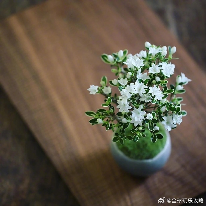 一花一叶，绿意红情