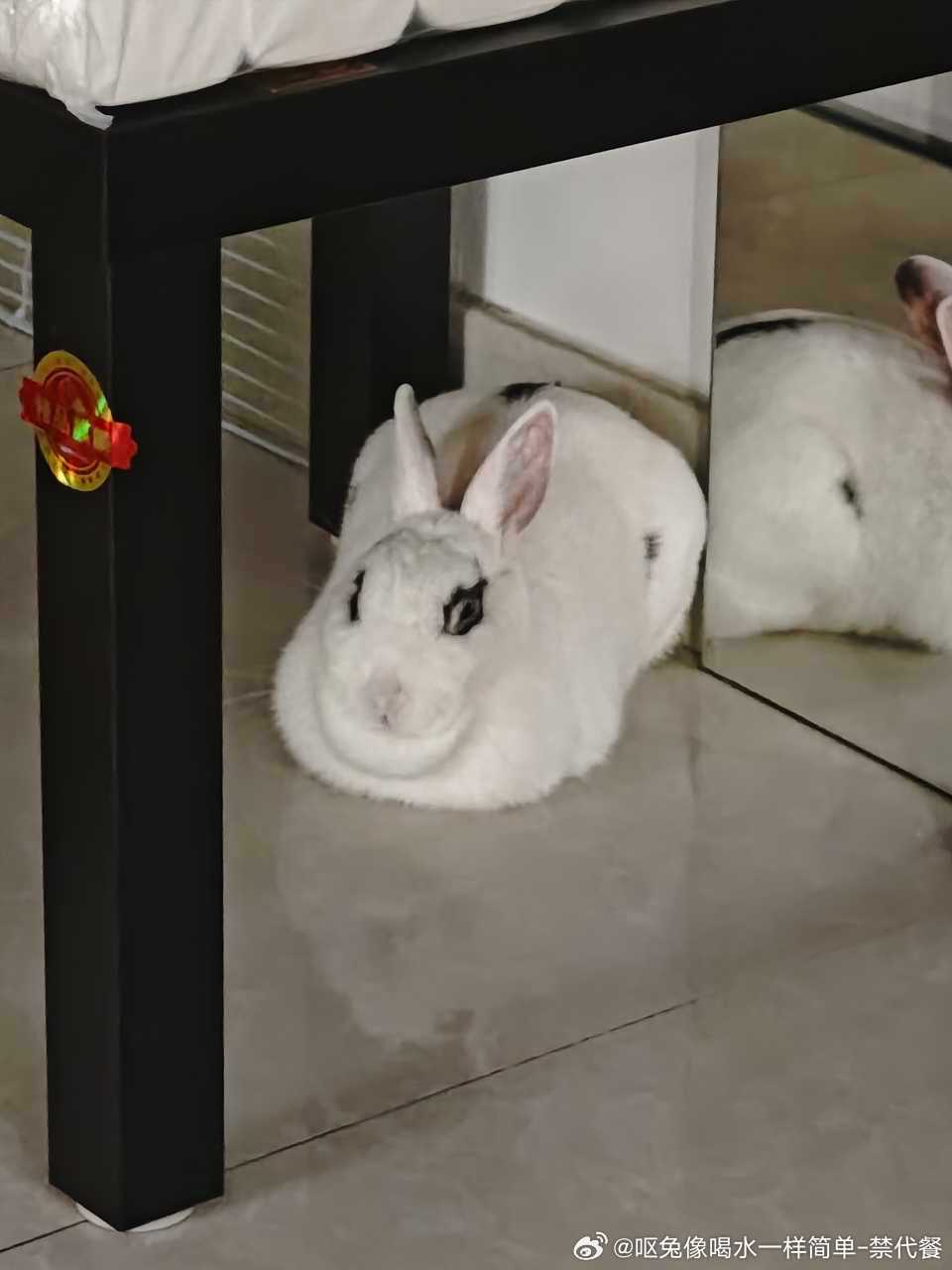 13578🐇【】好丑臭兔 