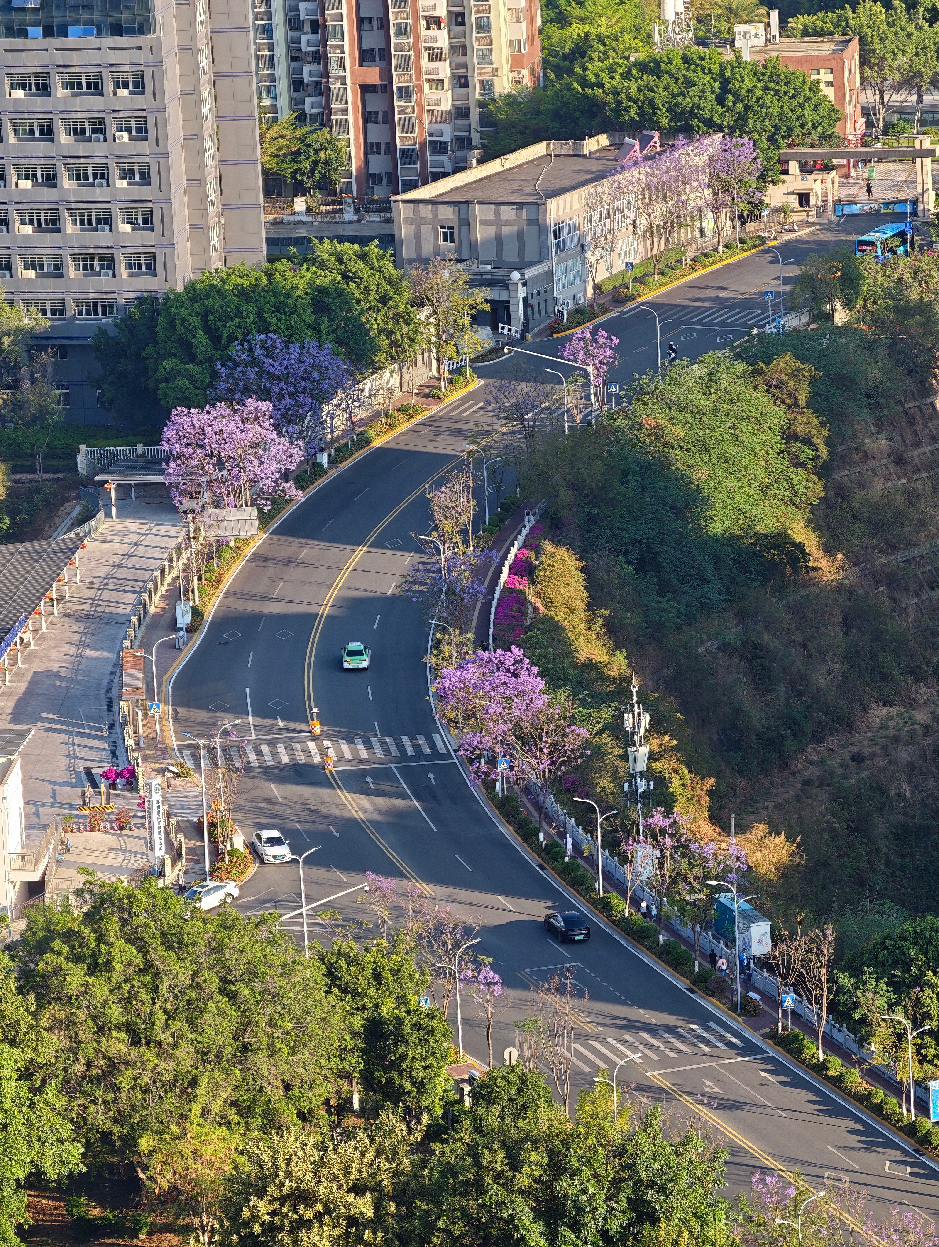 早啊宝们，蓝花楹开了哟美不美？ 