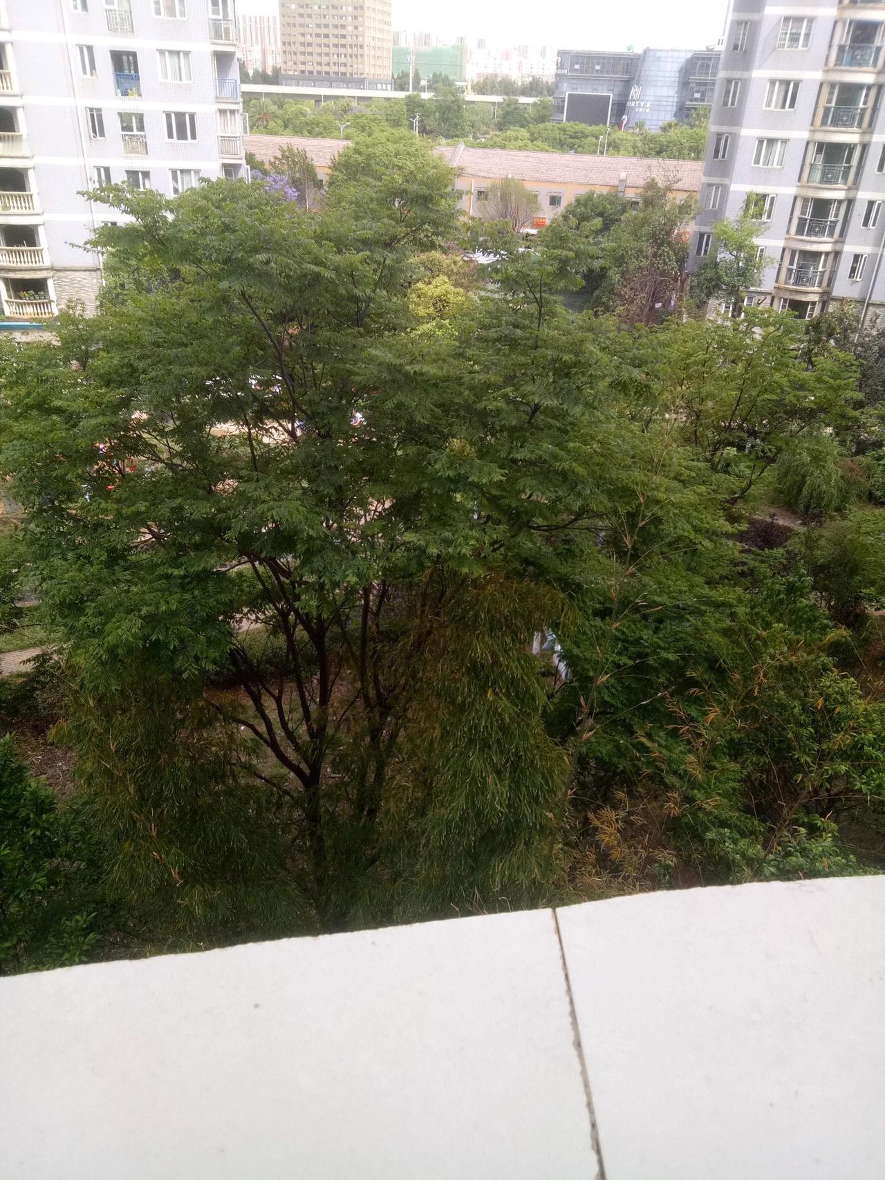 小区绿化树成荫，天热树下多有人。清凉气爽温适宜，氧量较多空气新！
