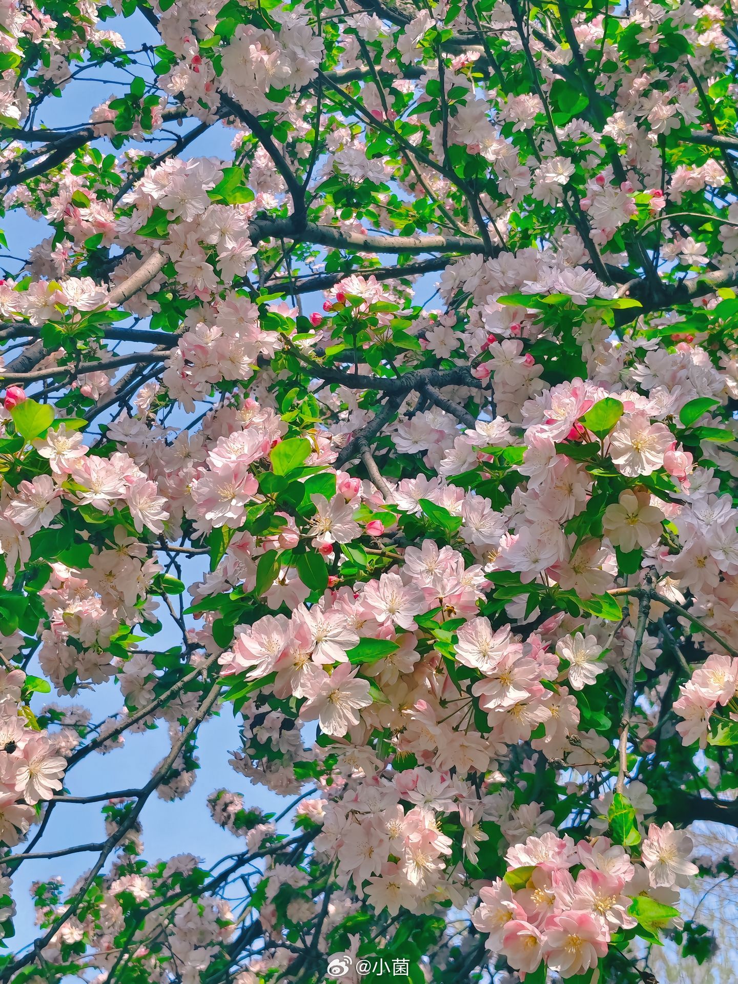 柳随风摆花漂泊，华陀难医天下过。一曲未尽半生缘，浮世如意有几多。小菌 早朋友们 