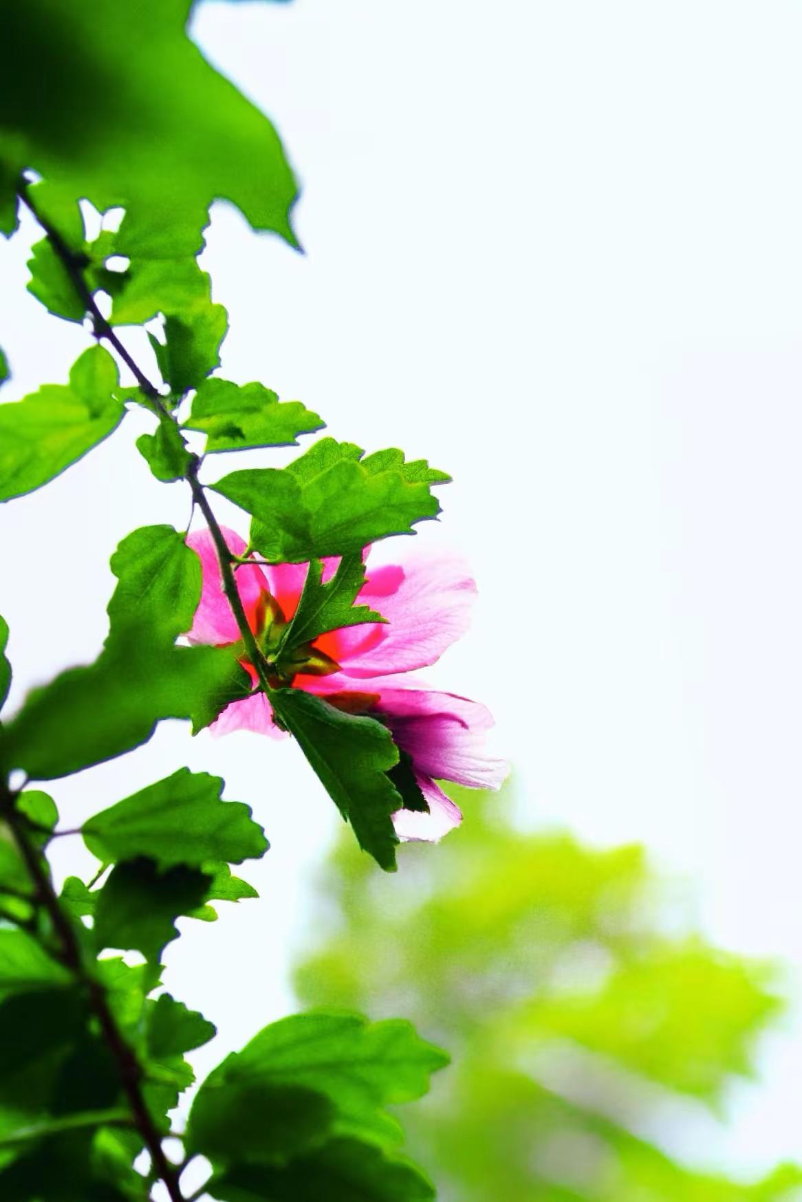 清风入夏来。夏木槿翠叶凝清露，朱英映晓天。薰风摇浅影，夏意满晴川。