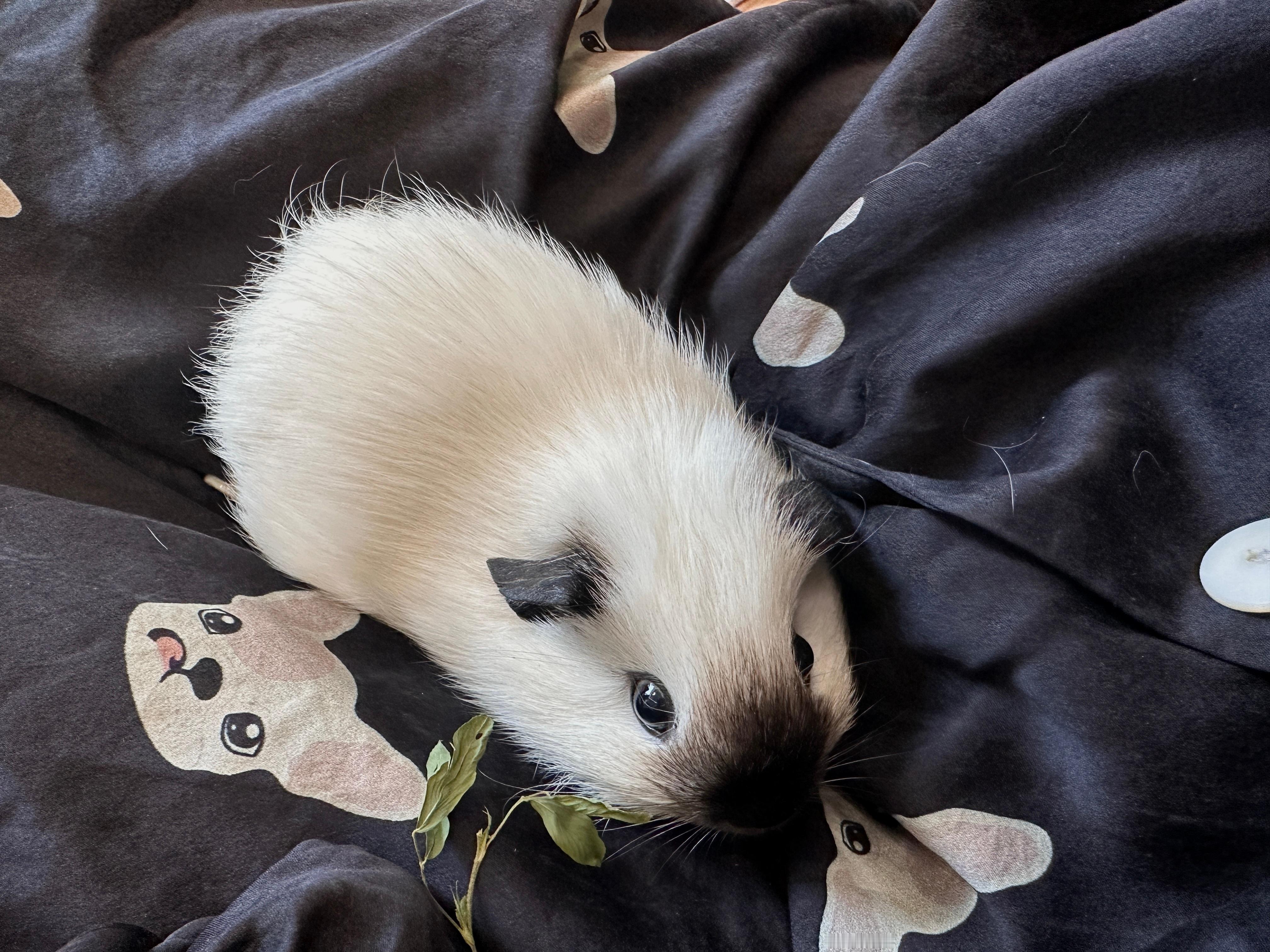 今天阿姨带来一只小猪猪 巴掌大  跑的飞快 还钻到我衣服里面去了 吃东西也飞快 