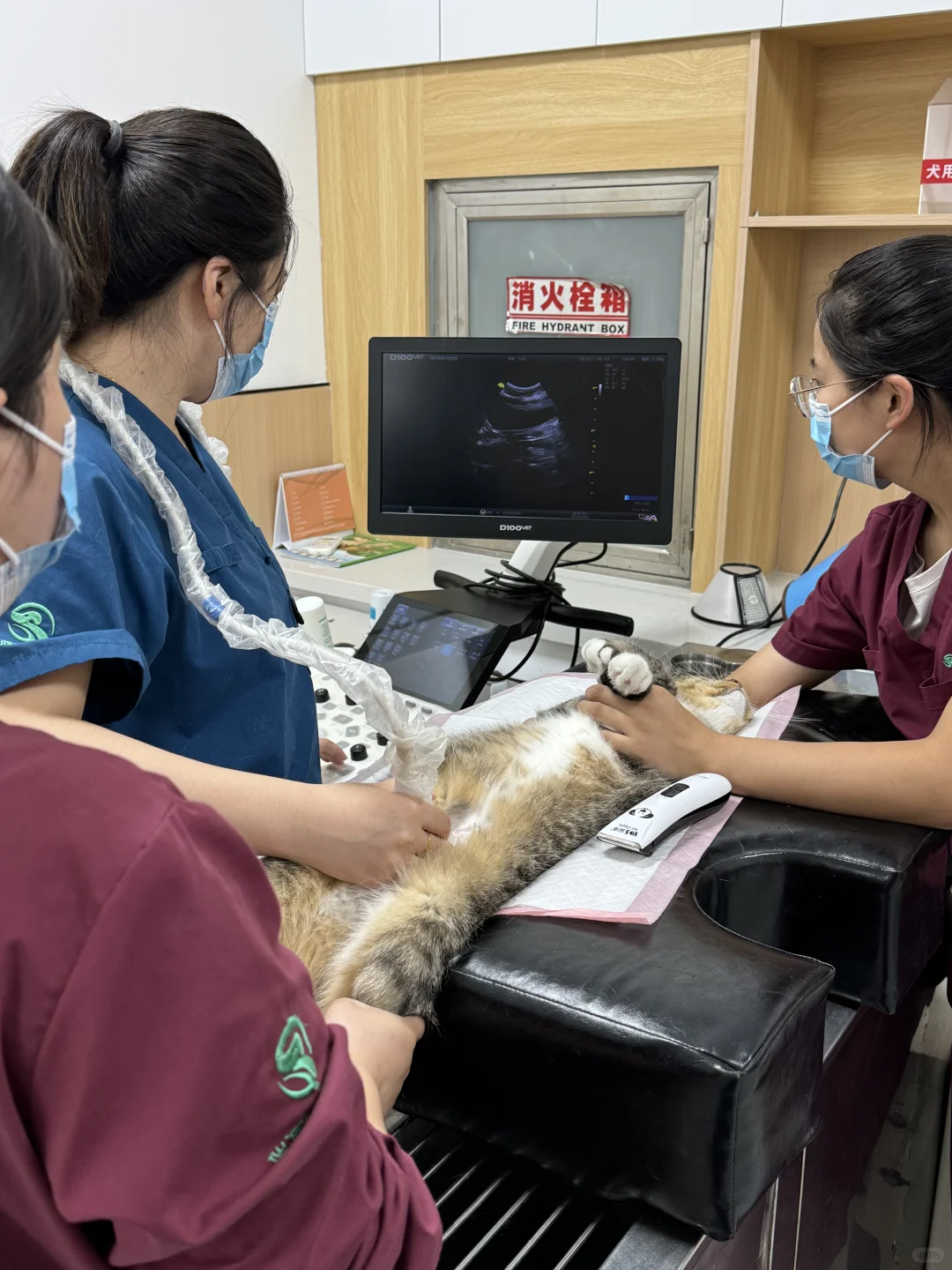 在洛阳终于找到让我安心的宠物🏥了！！！！！