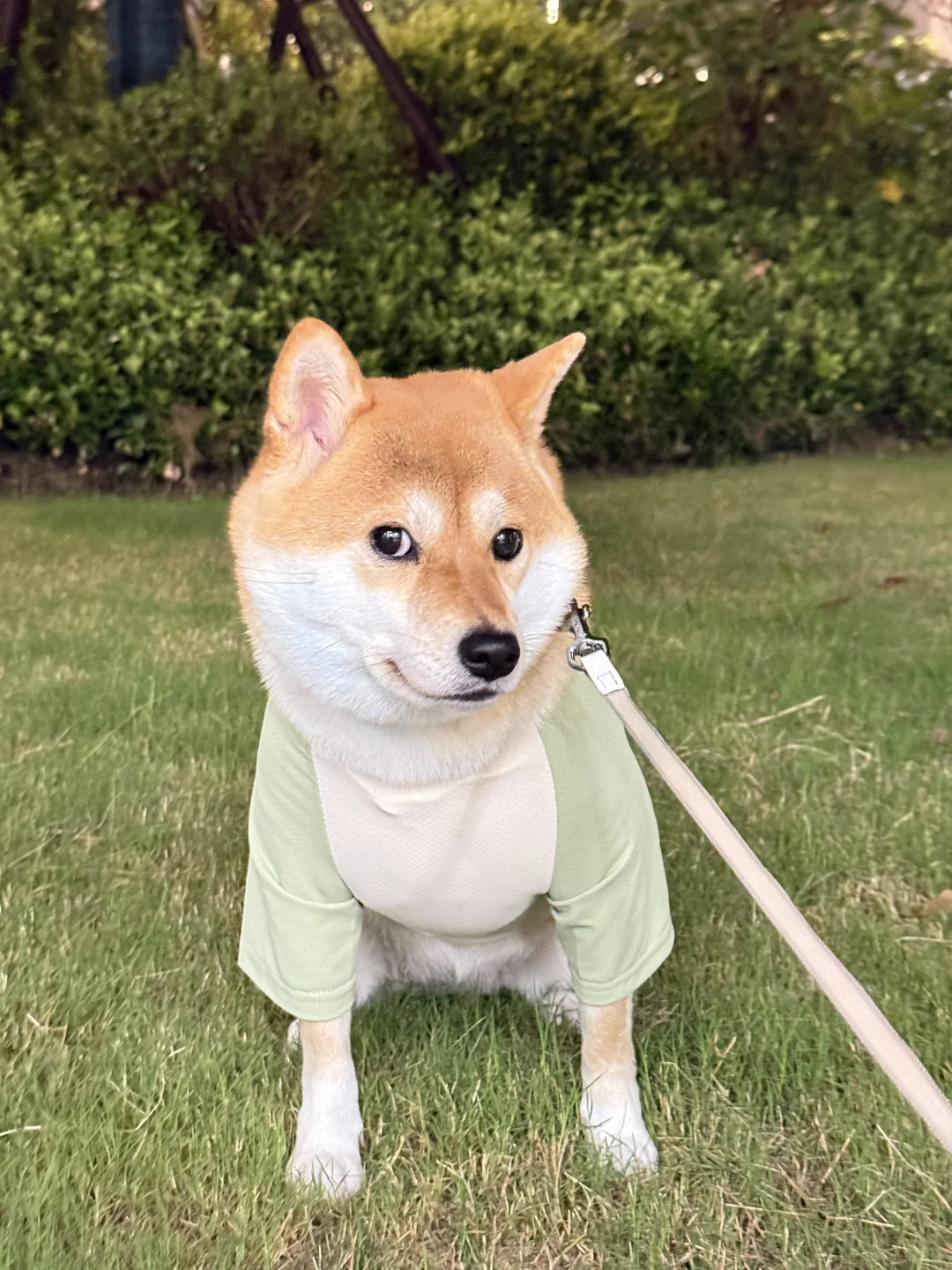 明天就勇闯宠物时装周