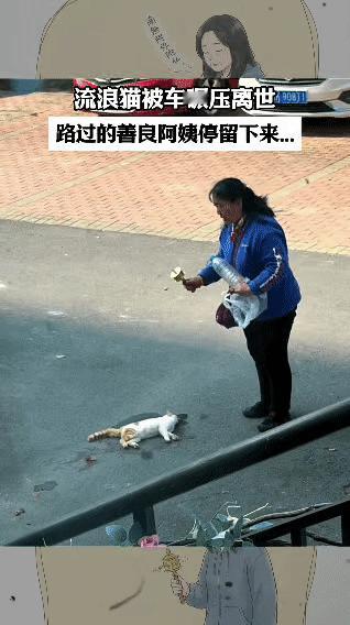 车流里那只流浪猫蜷在路中间，已经没了气息。行人都脚步匆匆绕开，只有穿蓝色外套的阿