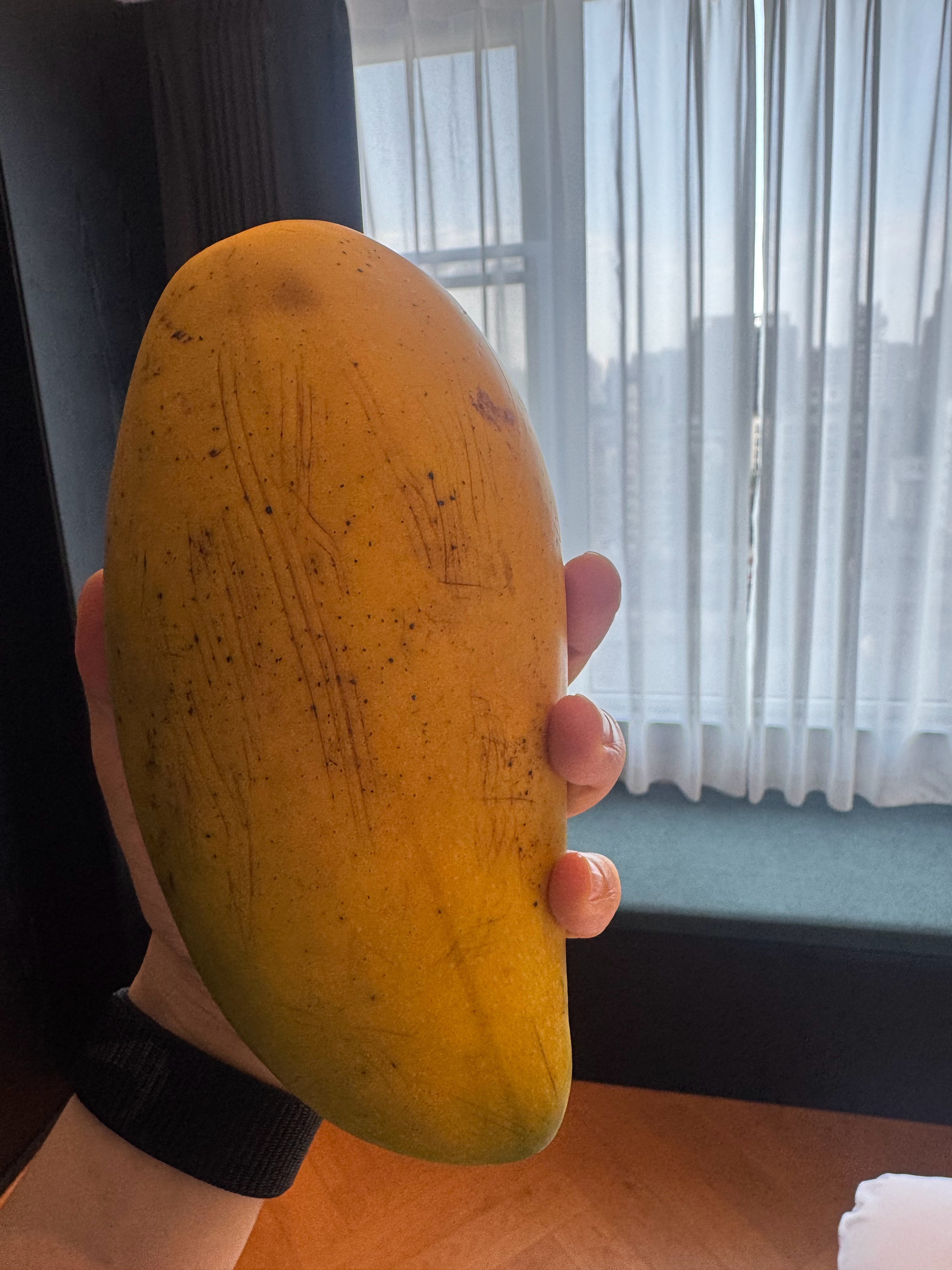 在广西百色买芒果时，老板送了我两个金煌芒。当时还是青色的，现在已经转黄了，可见芒