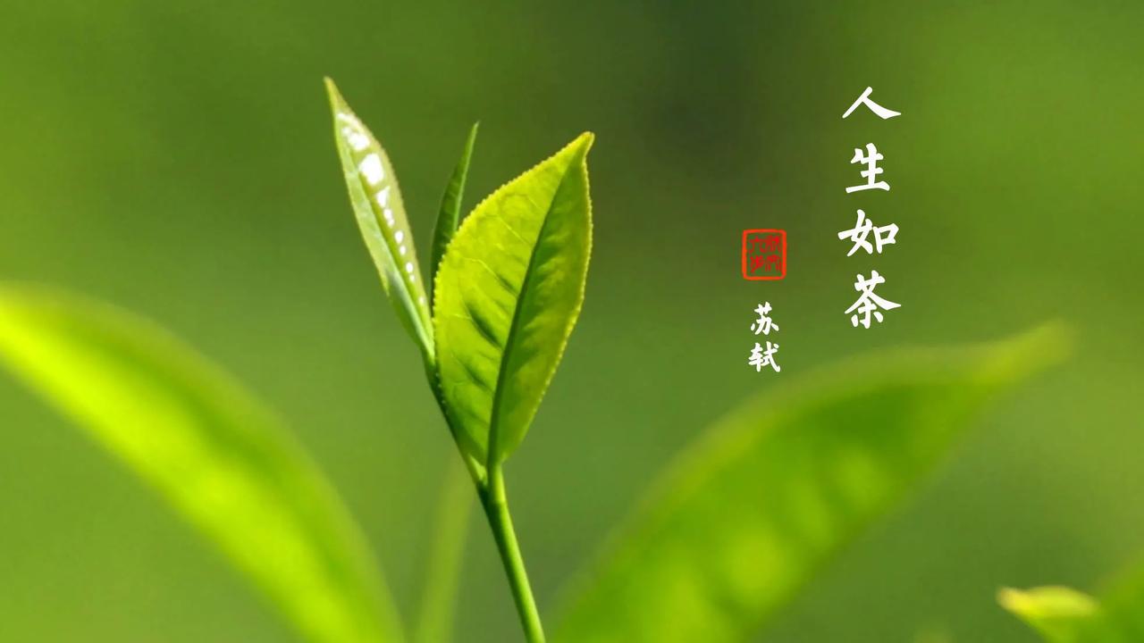 人生如茶：
幽斋漫坐试新茶，
水沸烟腾映日斜。
茶韵悠悠心欲醉，
人生如茶何须愁