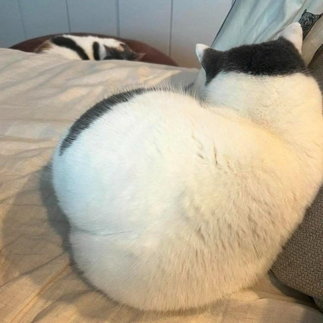尤物 ​​​