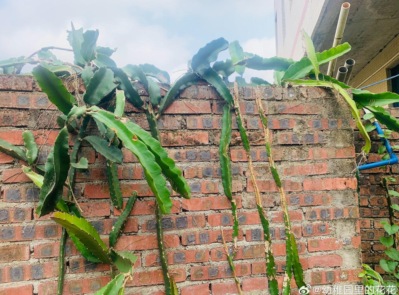 随手拍[超话]  村里随拍。随手拍 ​​​