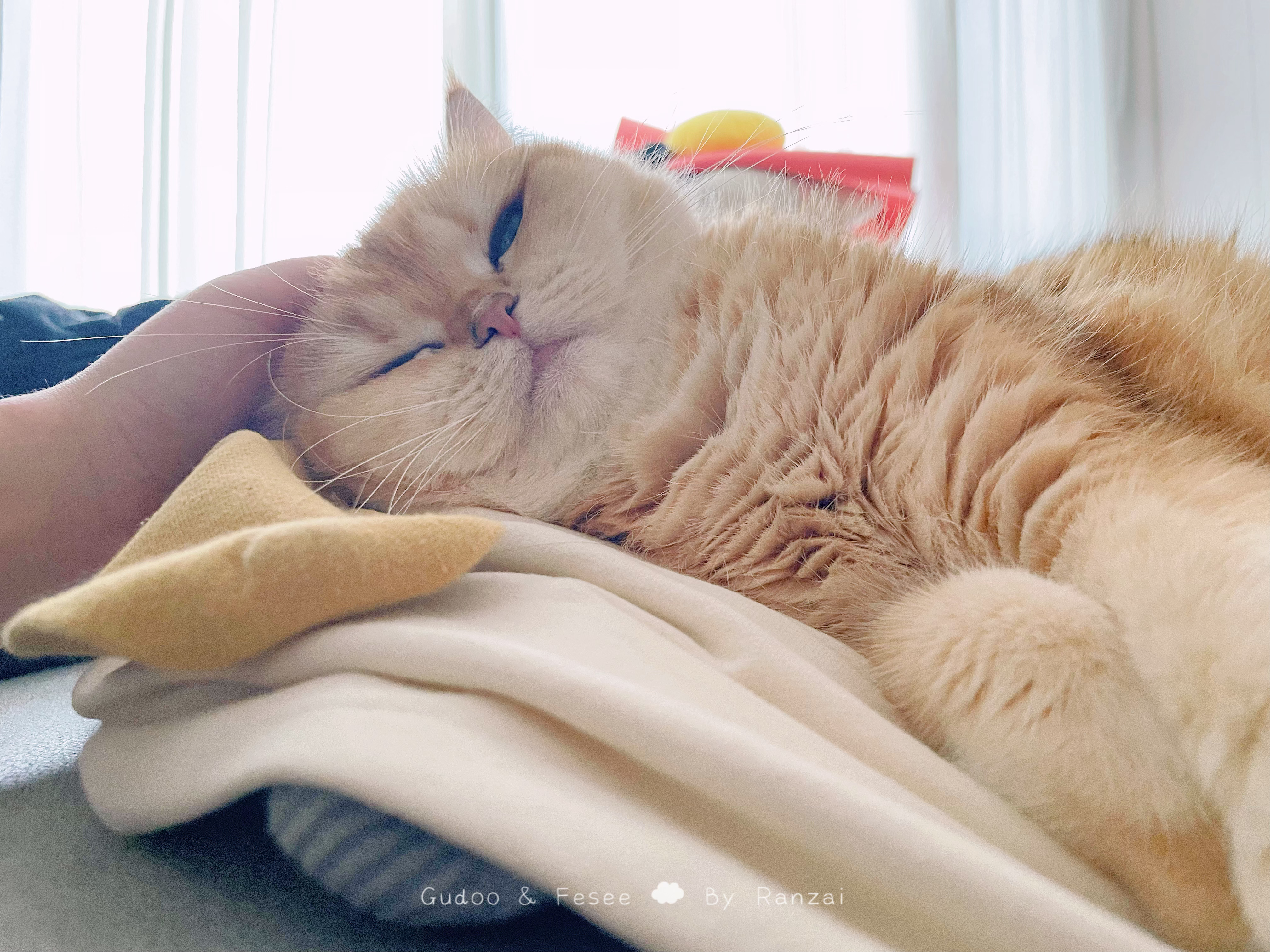 这么可爱的小猫咪当然要给她穿袜子啦！#菇冬怎么肥四[超话]##菇冬怎么肥四[超话