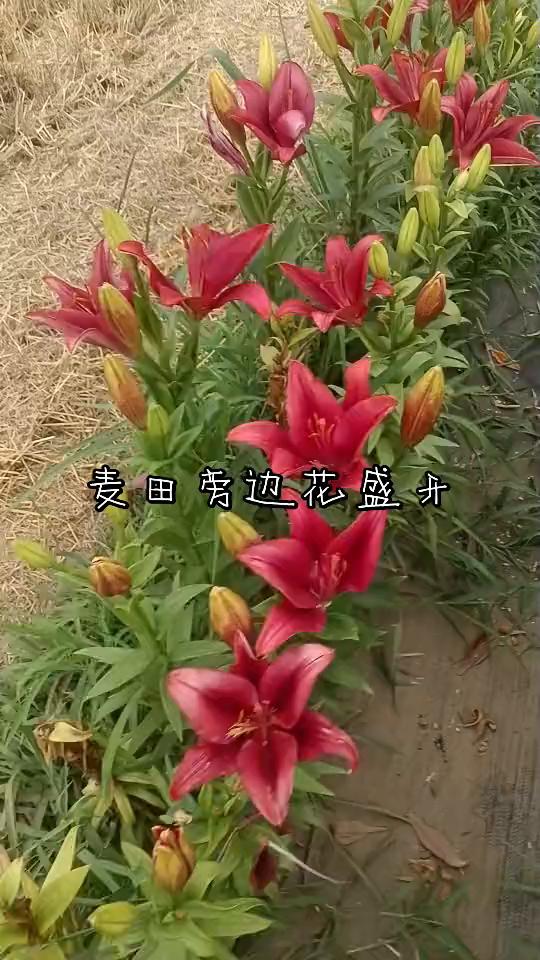 麦田旁边花盛开。